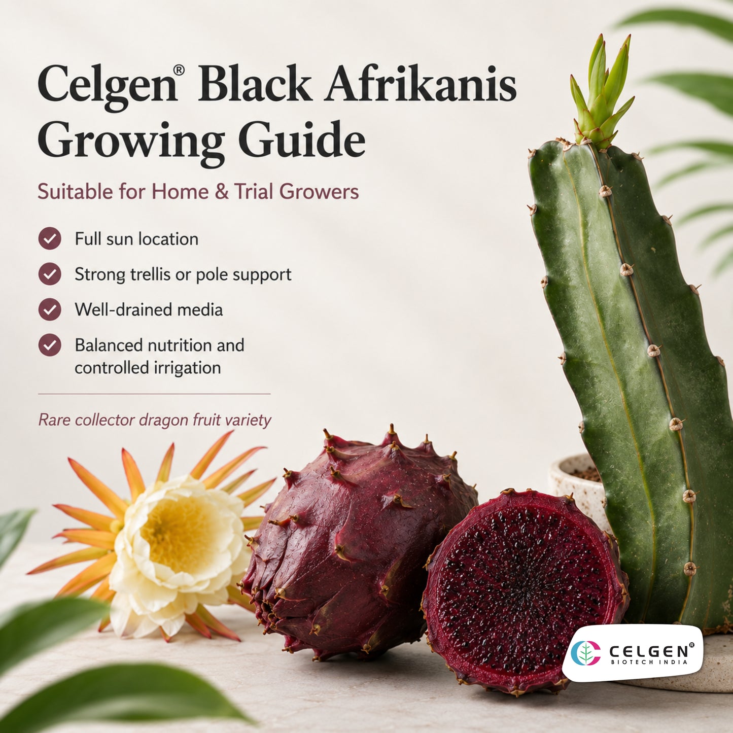 Celgen® Black Afrikanis Dragon Fruit Plant