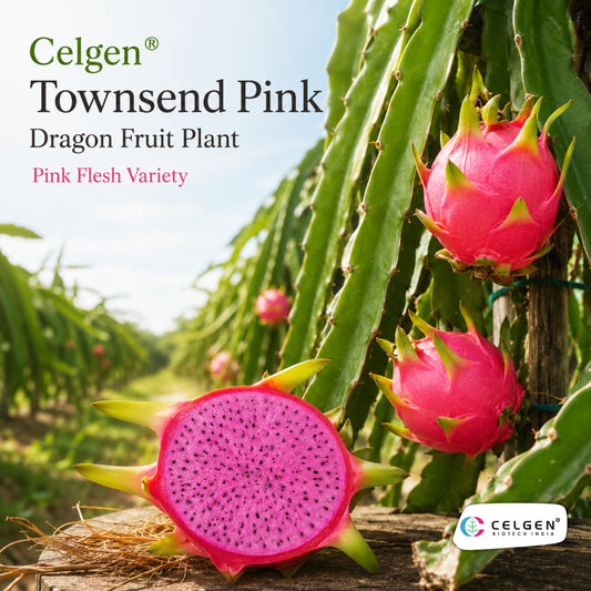 Celgen® Townsend Pink Dragon Fruit Plant