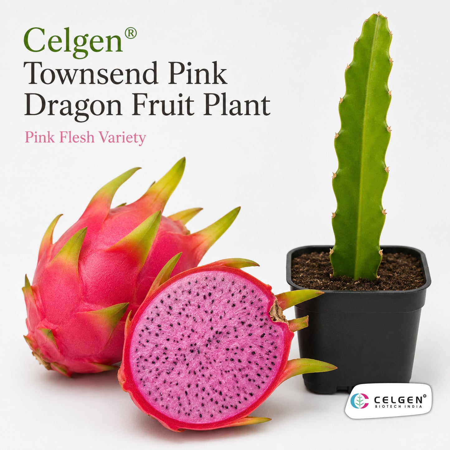 Celgen® Townsend Pink Dragon Fruit Plant