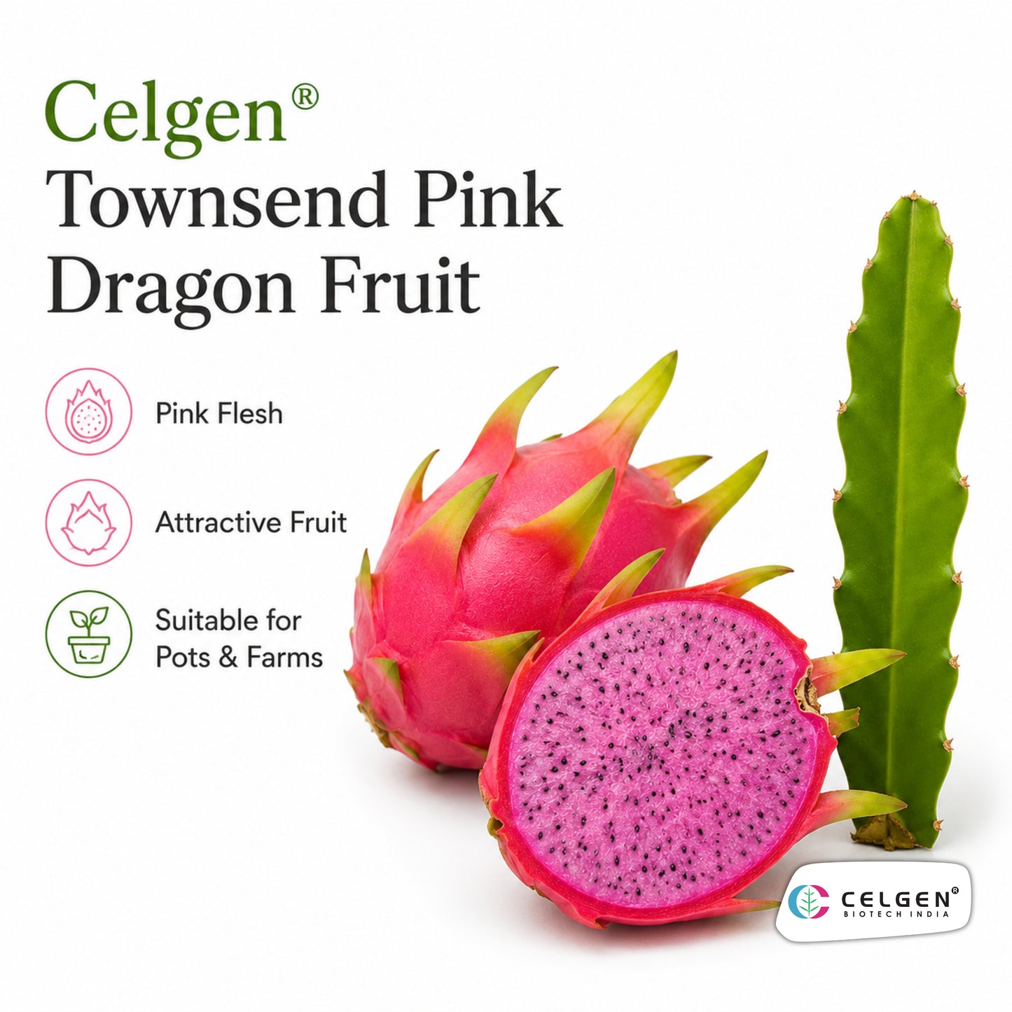Celgen® Townsend Pink Dragon Fruit Plant