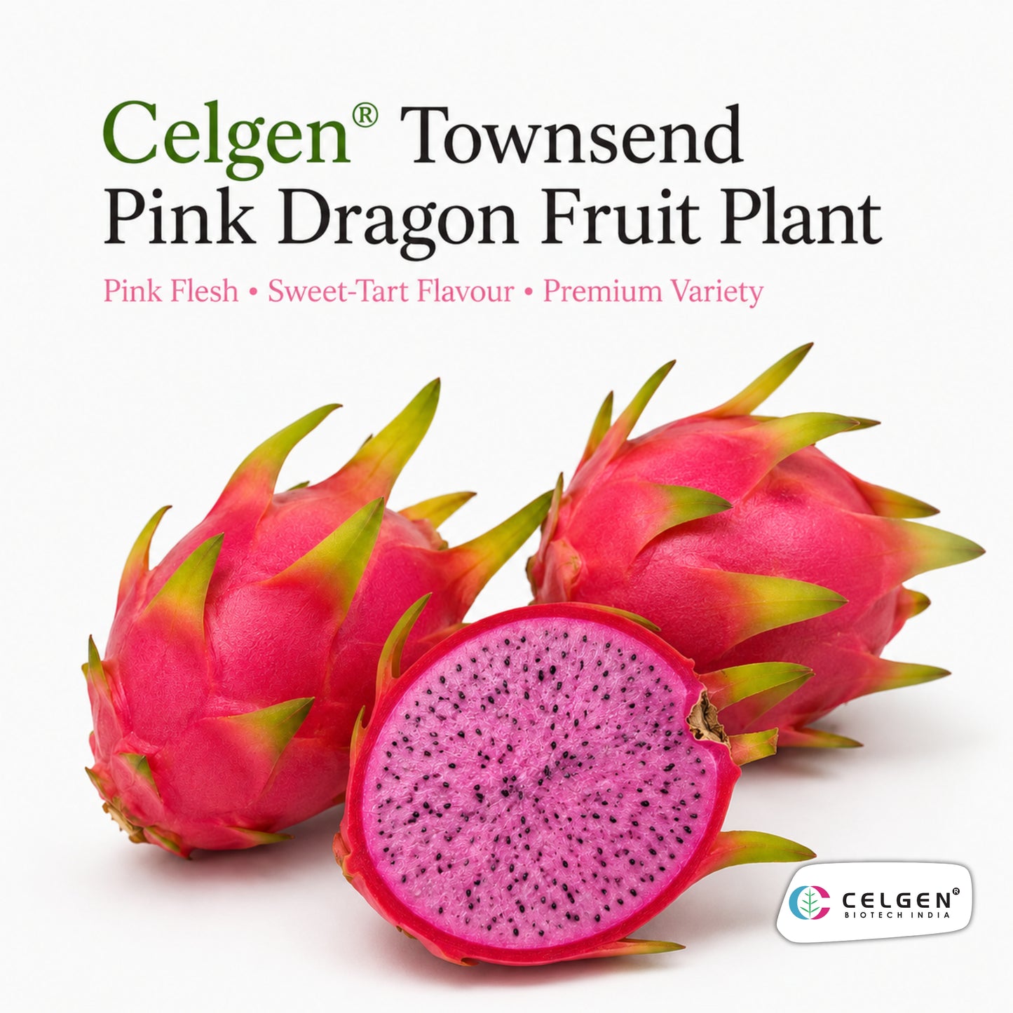 Celgen® Townsend Pink Dragon Fruit Plant