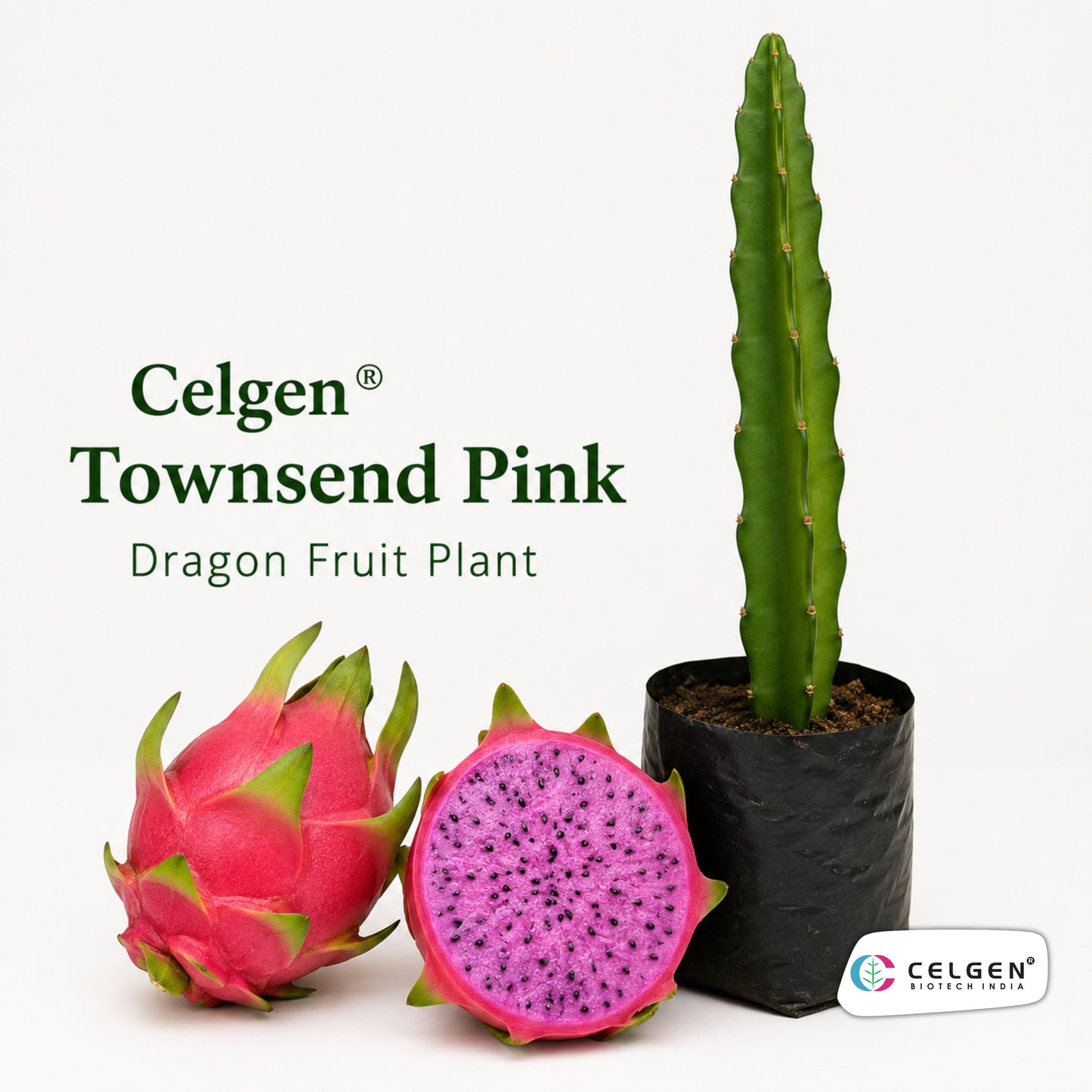 Celgen® Townsend Pink Dragon Fruit Plant