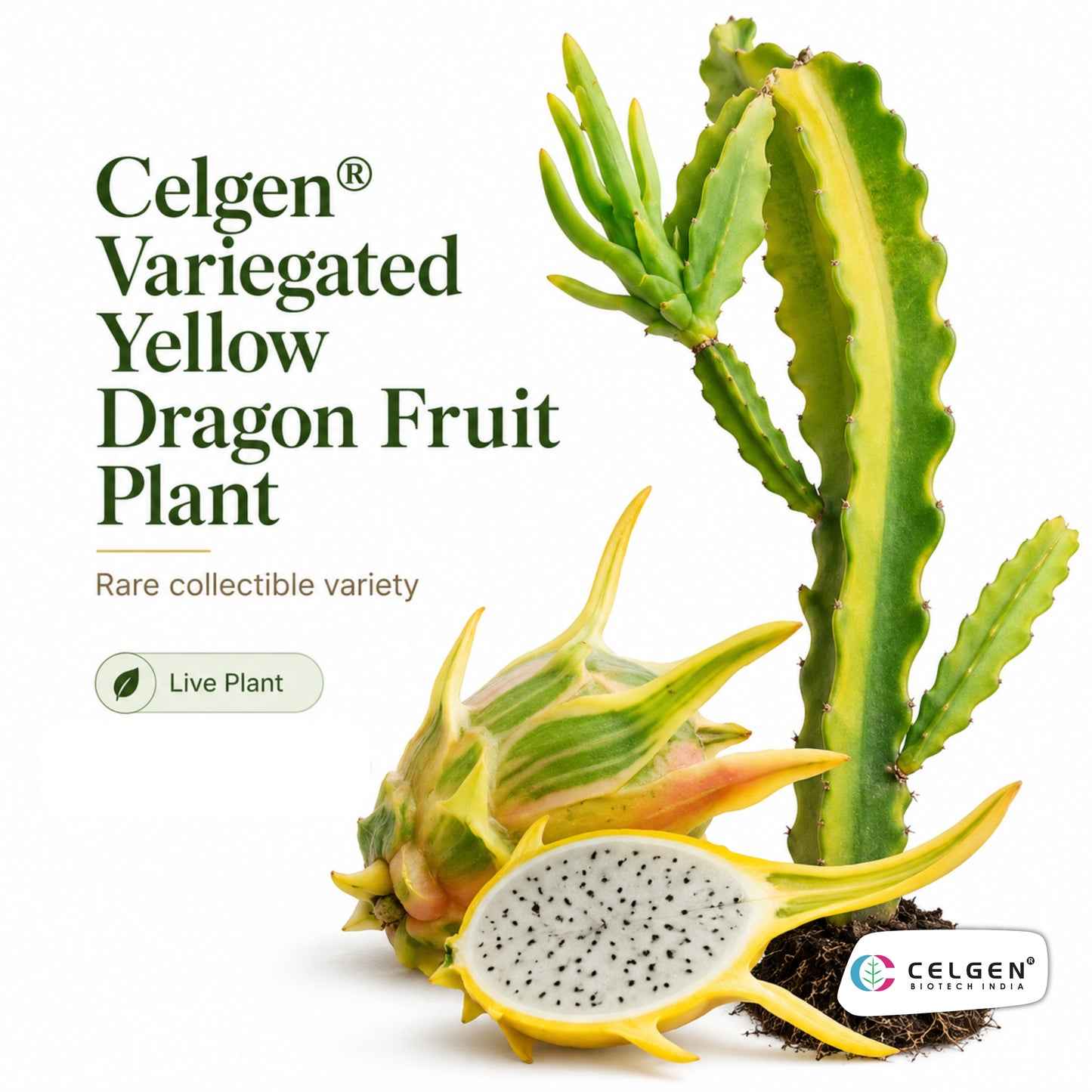 Celgen® Variegated Yellow Dragon Fruit Plant