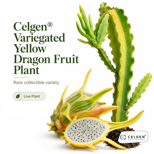 Celgen® Variegated Yellow Dragon Fruit Plant