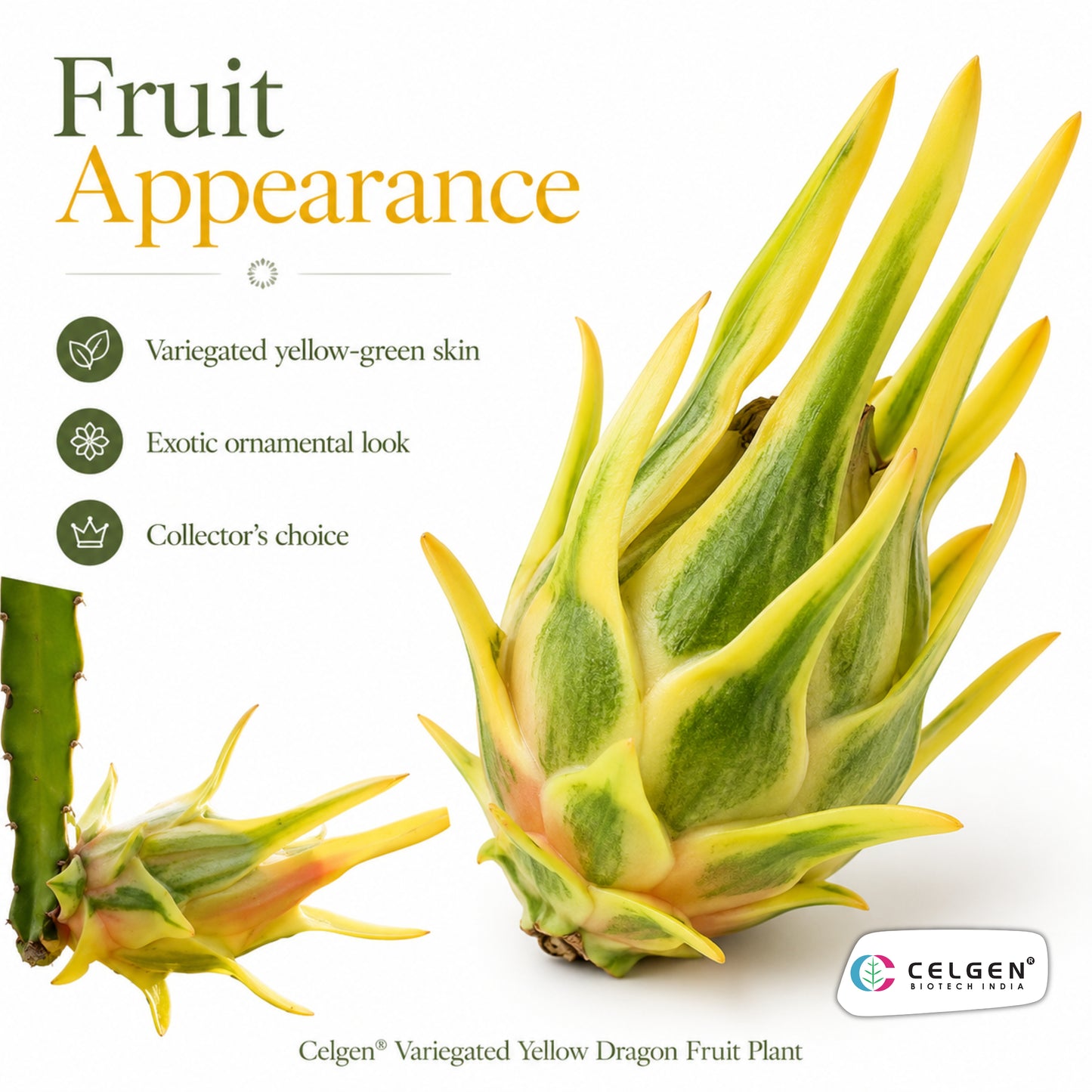 Celgen® Variegated Yellow Dragon Fruit Plant