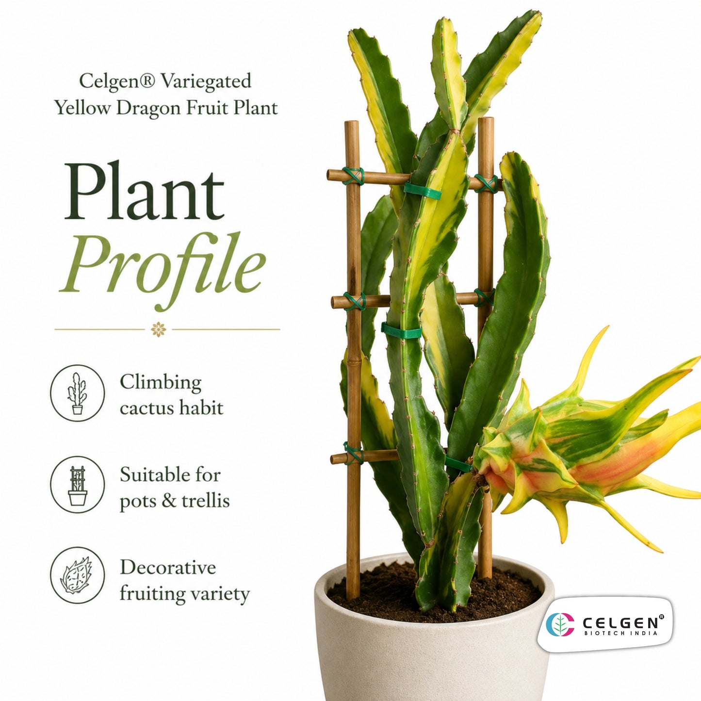 Celgen® Variegated Yellow Dragon Fruit Plant