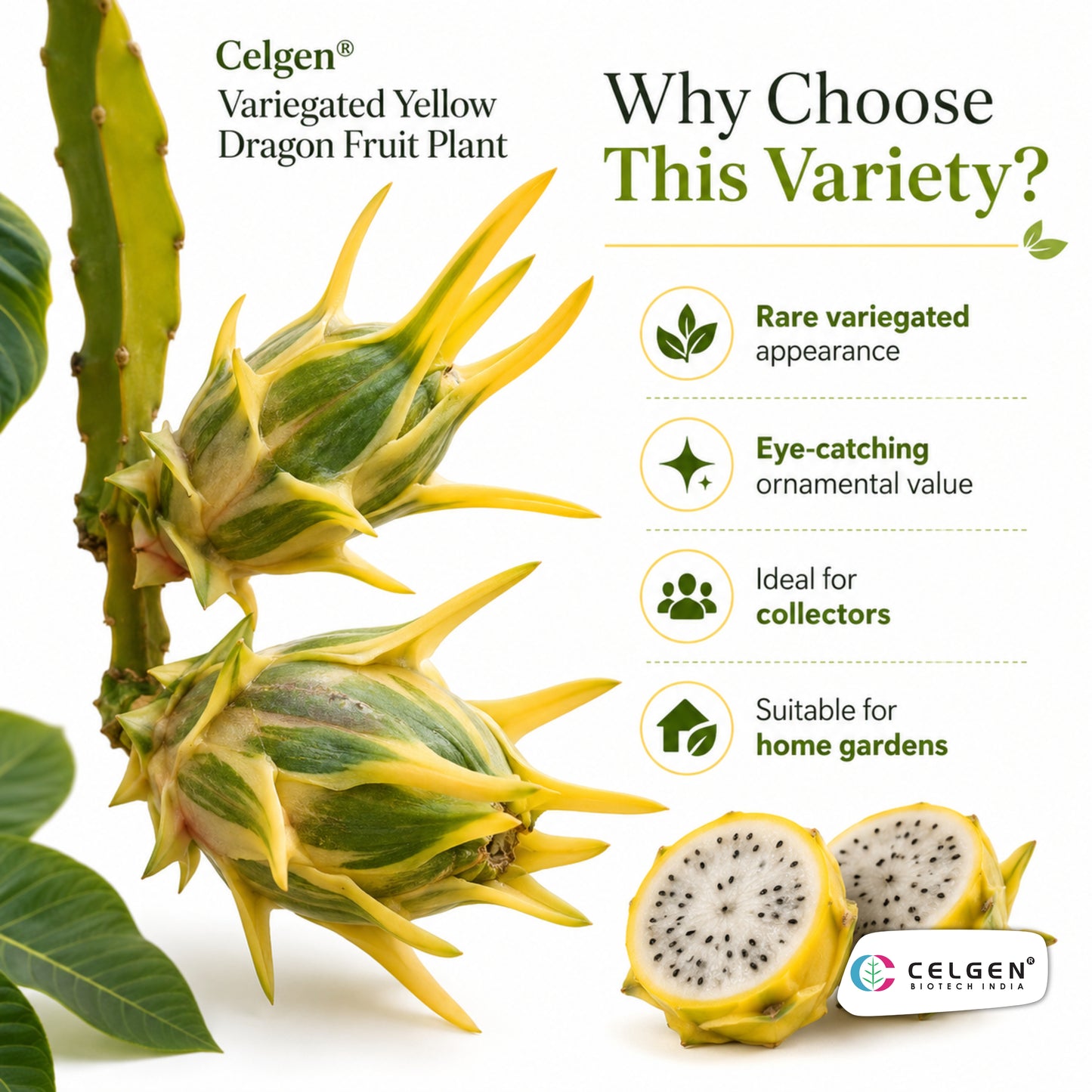 Celgen® Variegated Yellow Dragon Fruit Plant