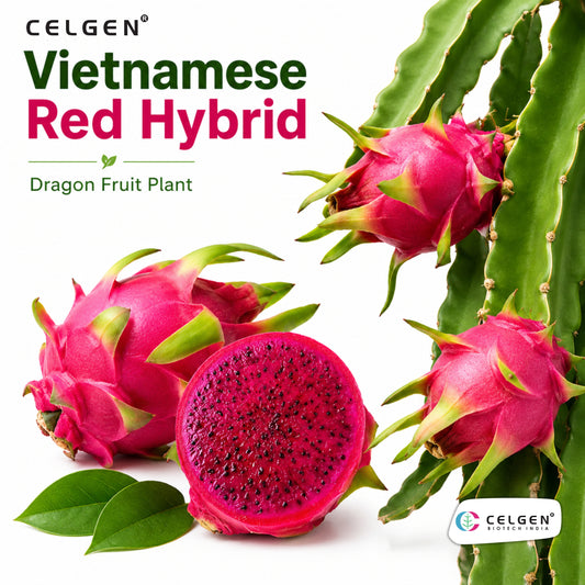 Celgen® Vietnamese Red Hybrid Dragon Fruit Plant