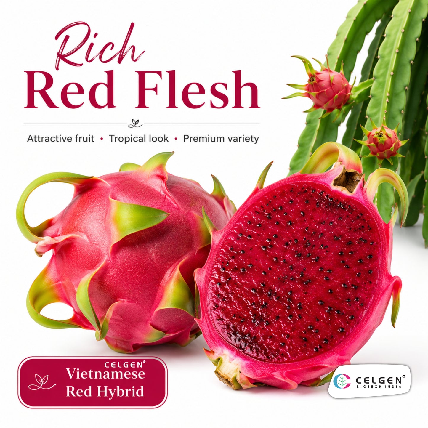 Celgen® Vietnamese Red Hybrid Dragon Fruit Plant
