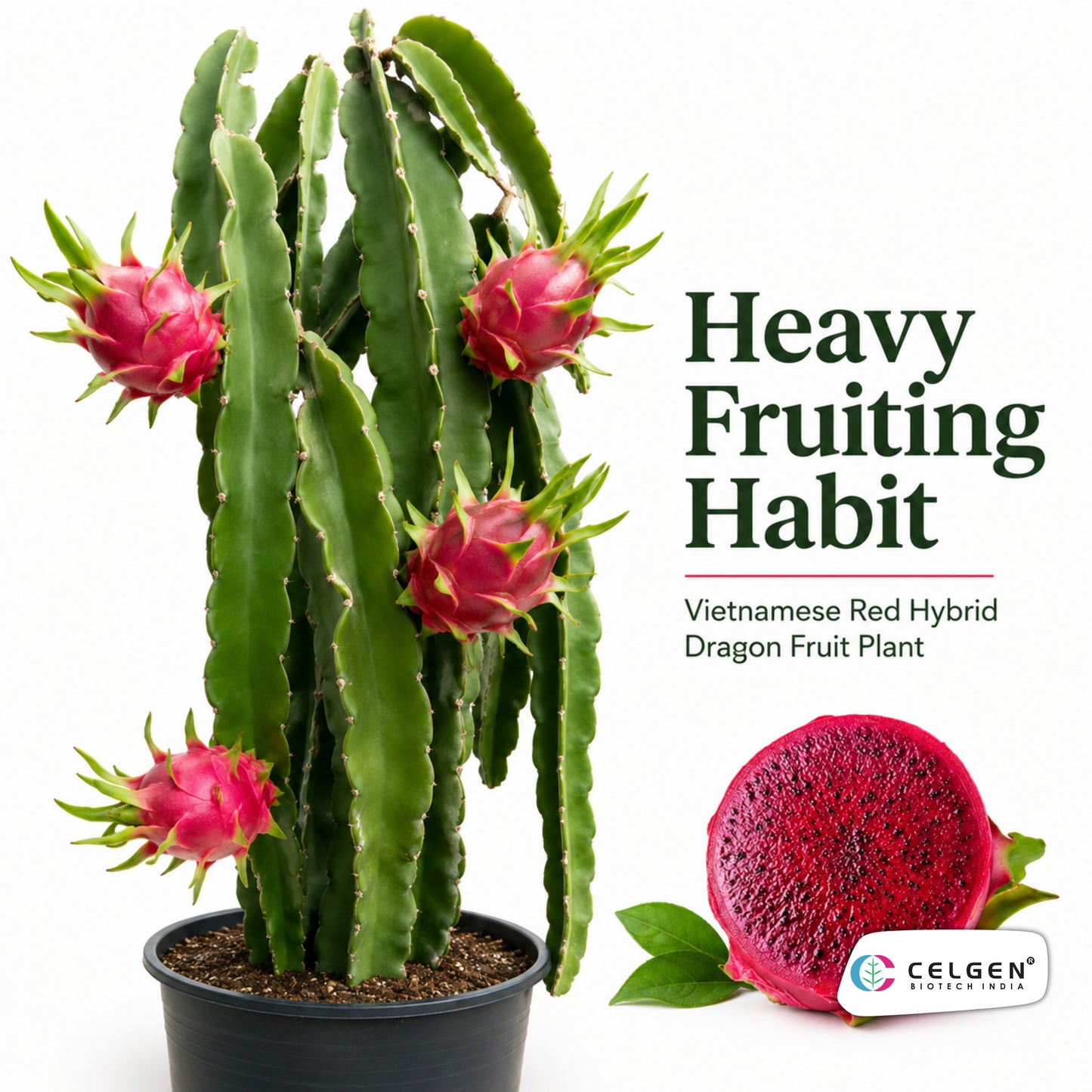 Celgen® Vietnamese Red Hybrid Dragon Fruit Plant