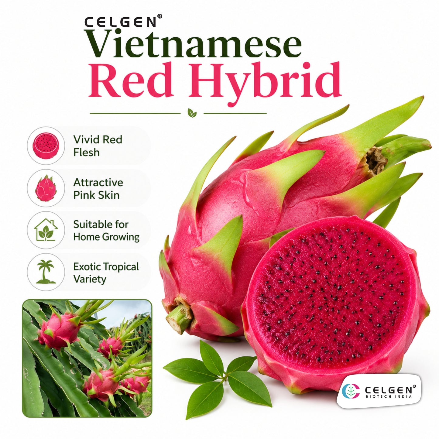 Celgen® Vietnamese Red Hybrid Dragon Fruit Plant