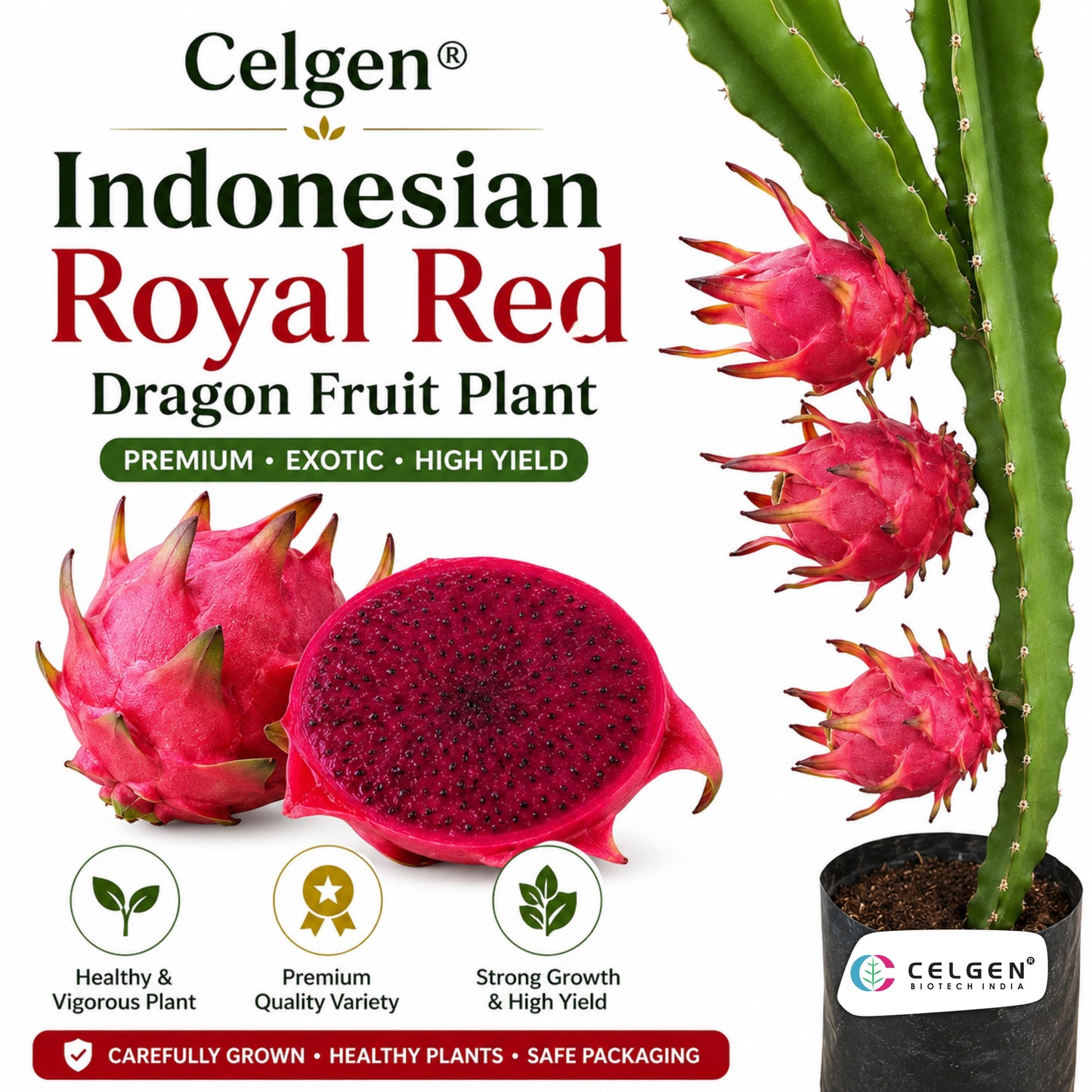 Celgen® Indonesian Royal Red Dragon Fruit Plant