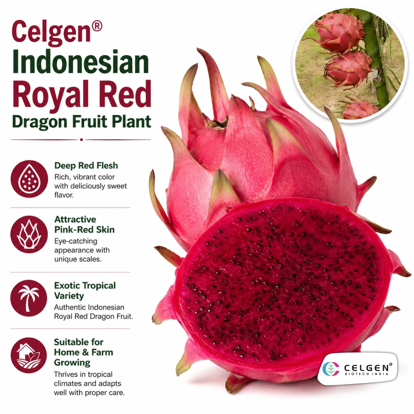 Celgen® Indonesian Royal Red Dragon Fruit Plant