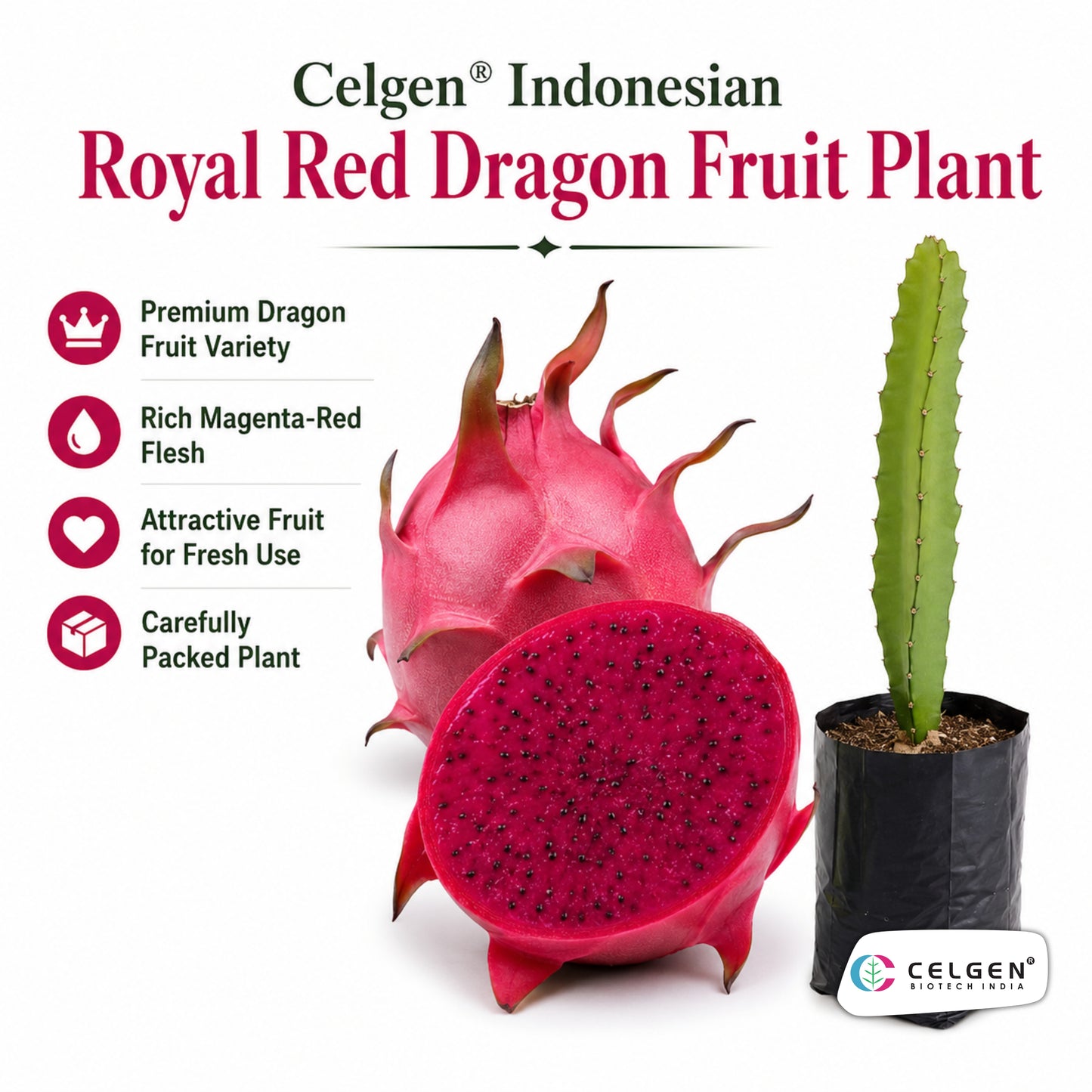 Celgen® Indonesian Royal Red Dragon Fruit Plant