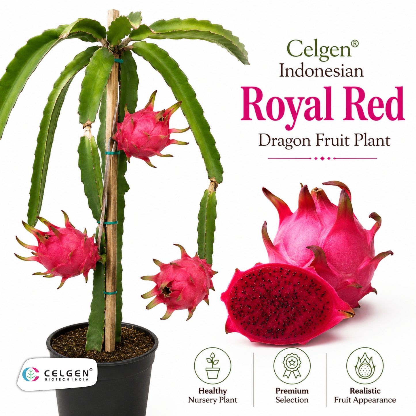 Celgen® Indonesian Royal Red Dragon Fruit Plant
