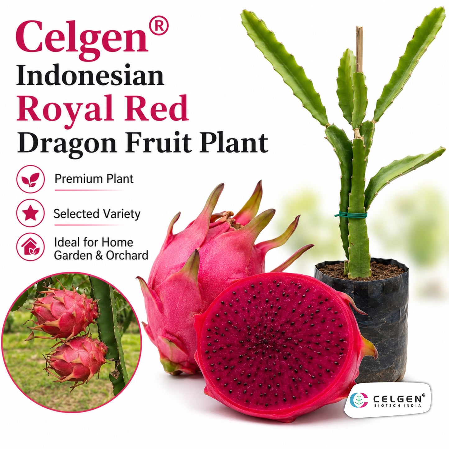 Celgen® Indonesian Royal Red Dragon Fruit Plant