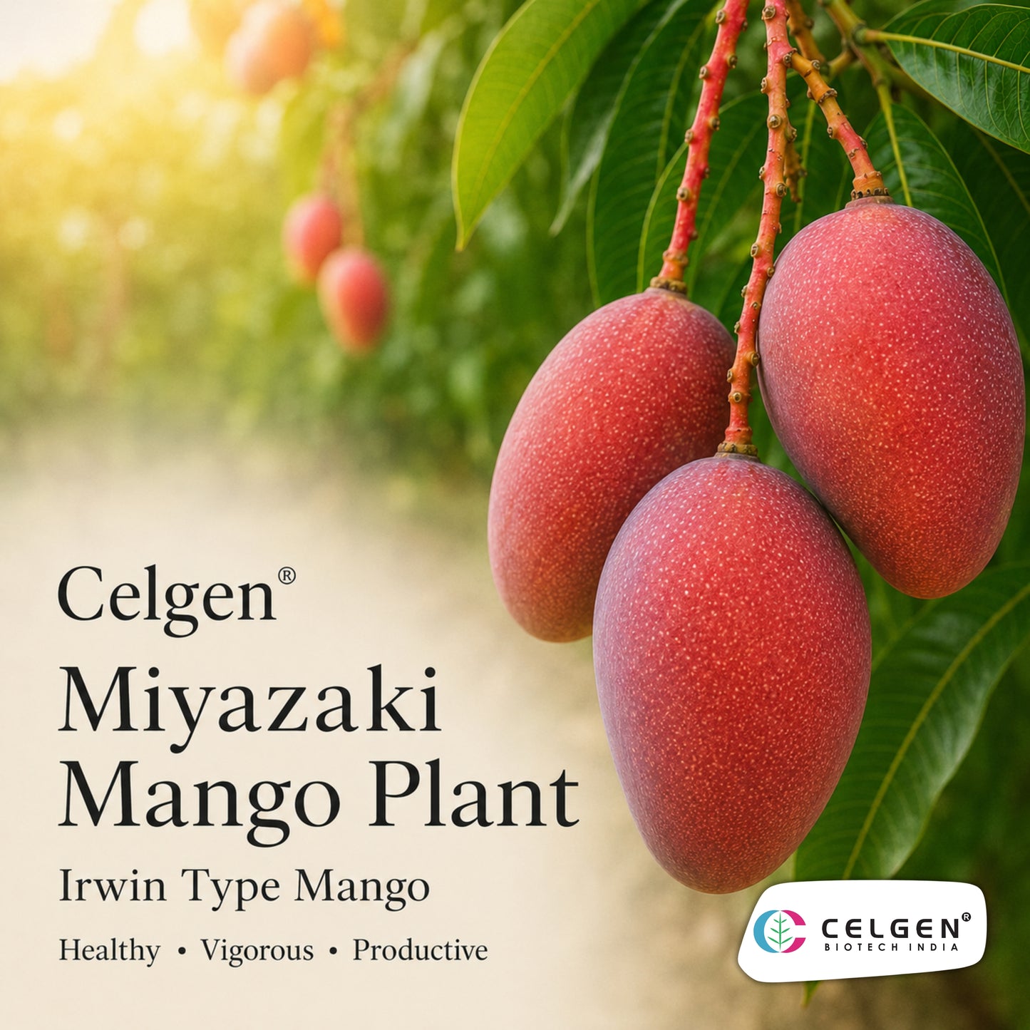 Celgen® Miyazaki Mango / Irwin Type Mango Plant