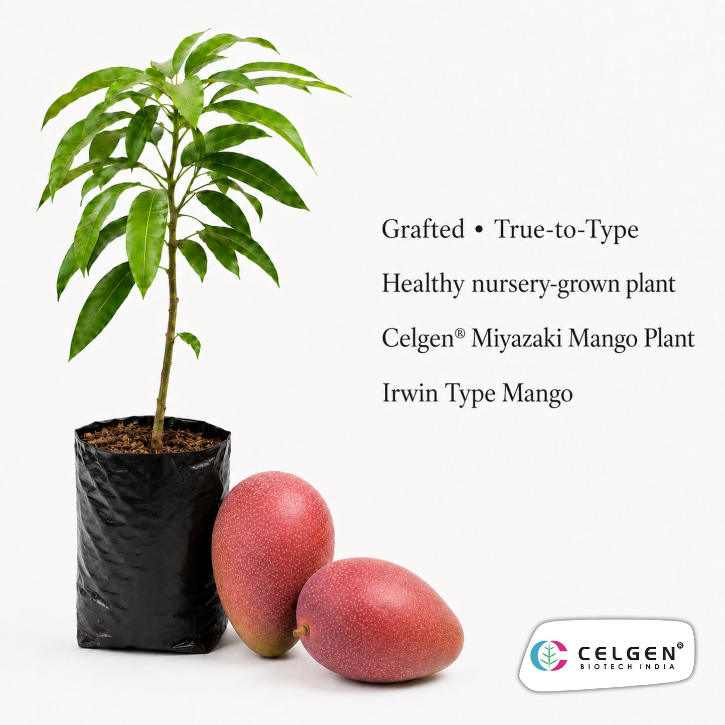 Celgen® Miyazaki Mango / Irwin Type Mango Plant