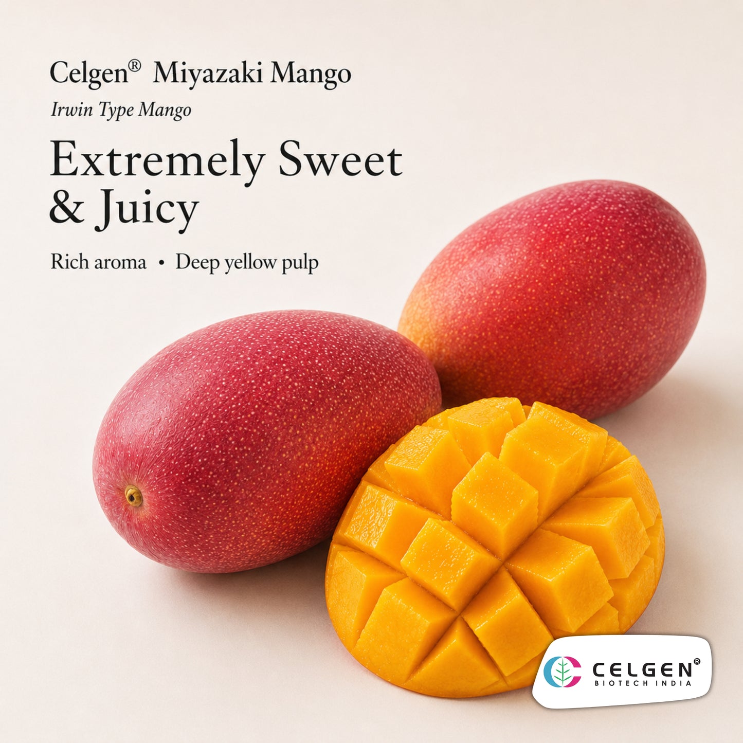 Celgen® Miyazaki Mango / Irwin Type Mango Plant
