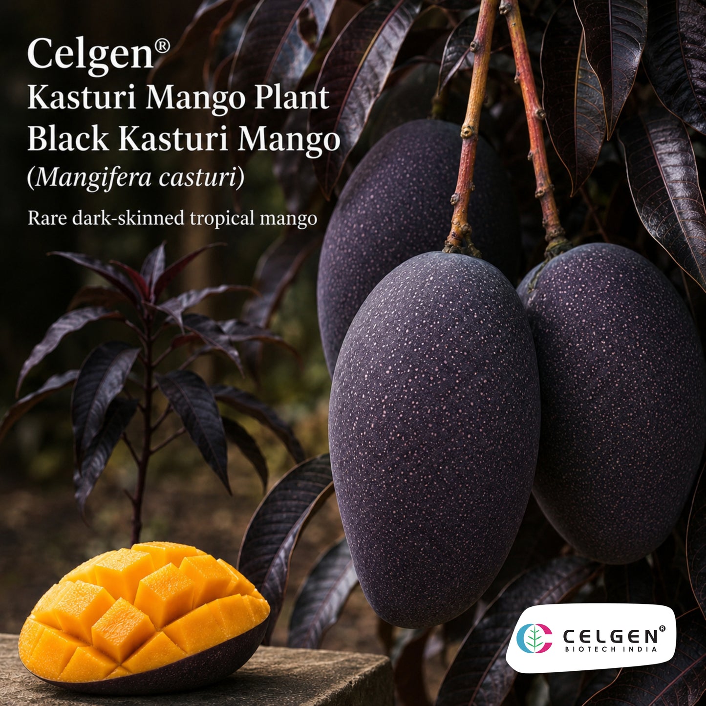 Celgen® Kasturi/Black Kasturi Mango Plant
