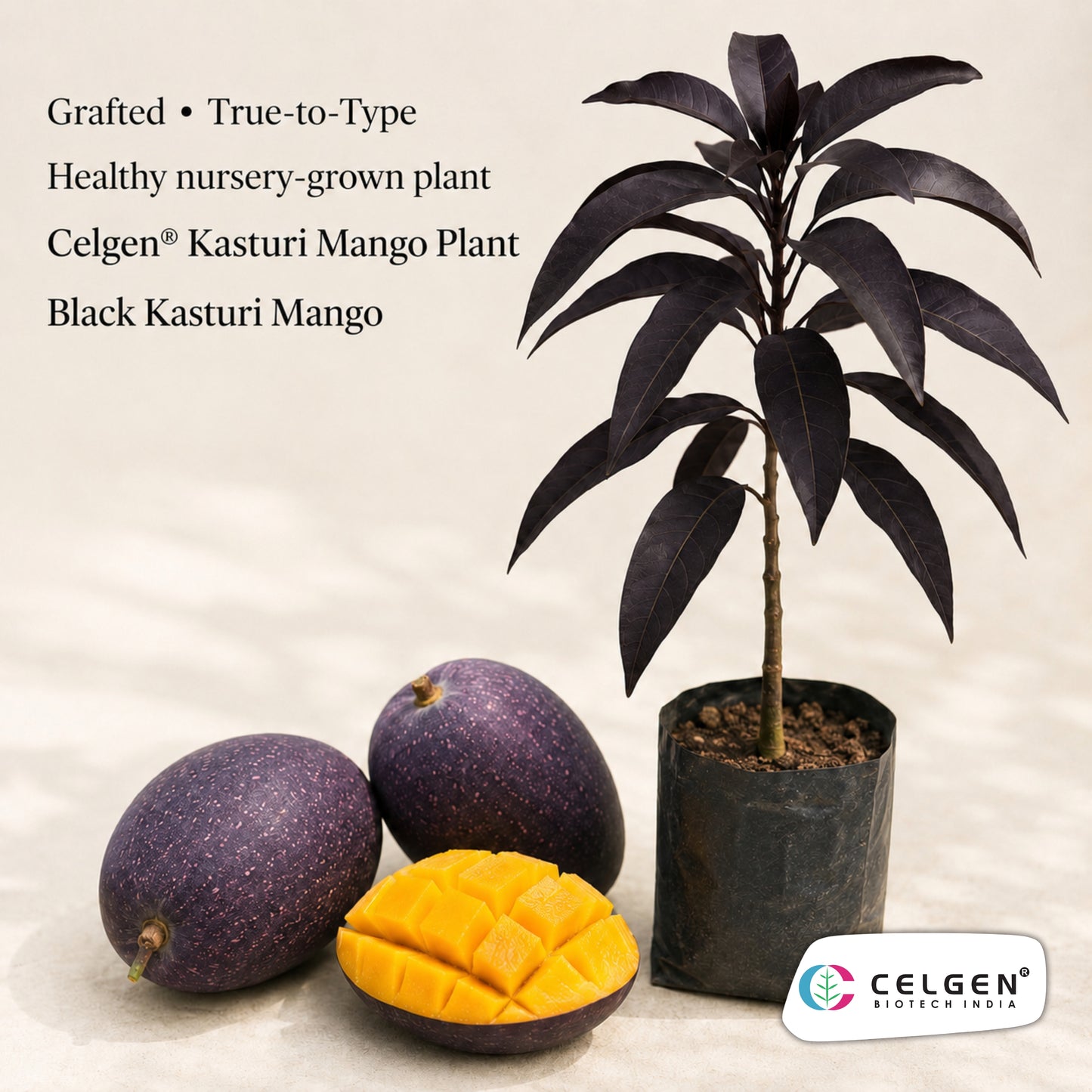 Celgen® Kasturi/Black Kasturi Mango Plant