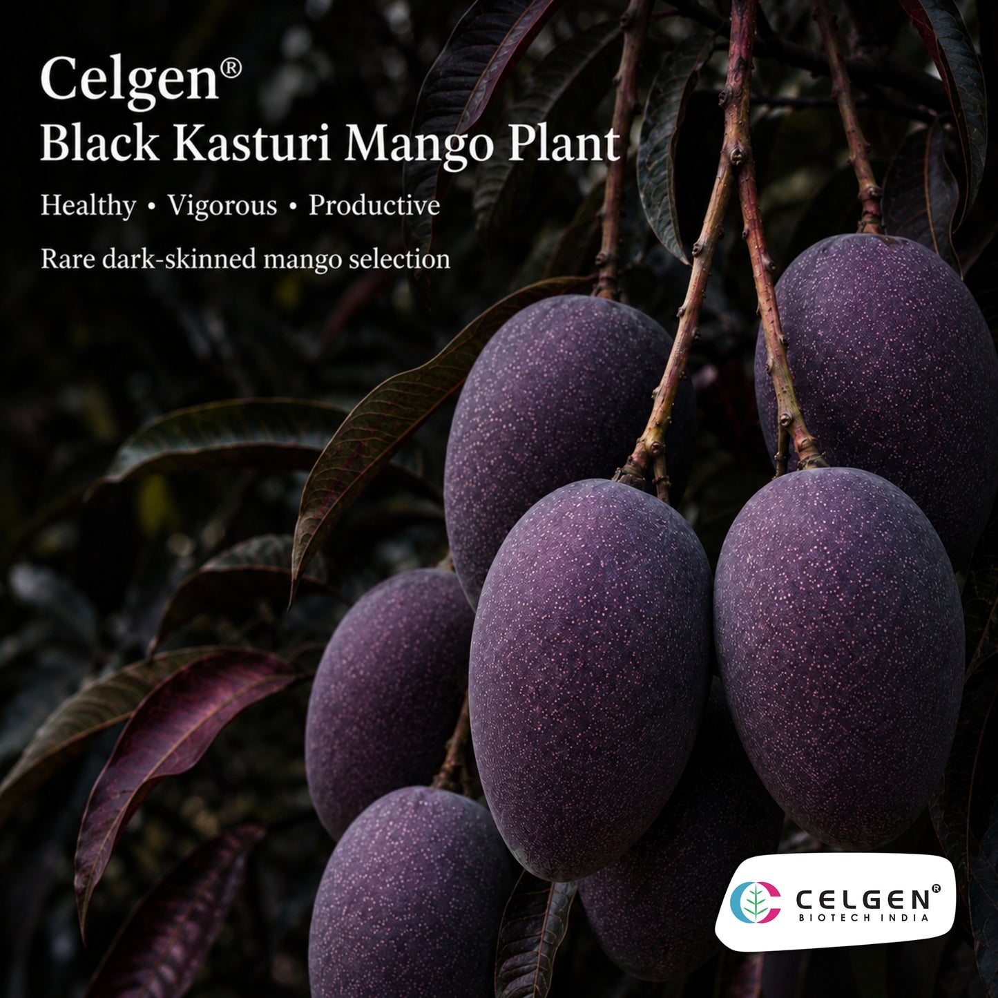 Celgen® Kasturi/Black Kasturi Mango Plant