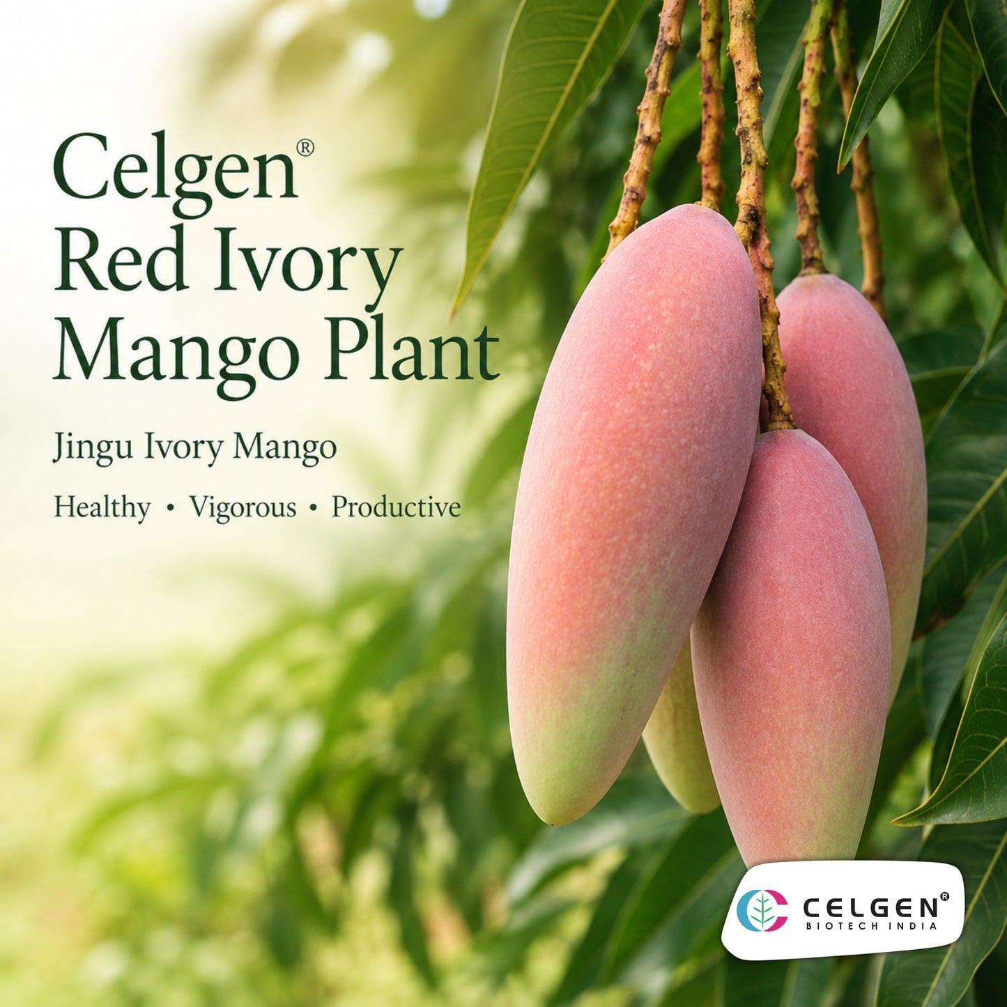 Celgen® Red Ivory / Jingu Ivory Mango Plant