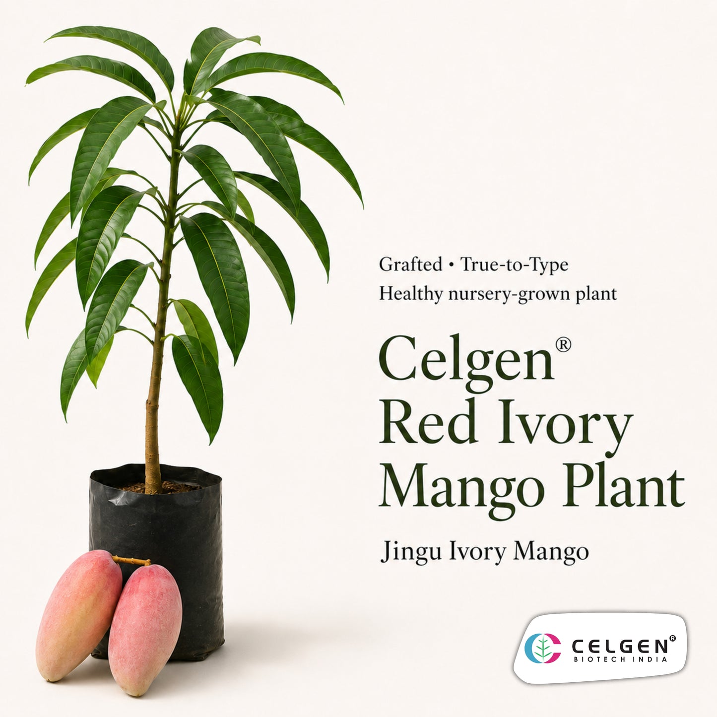 Celgen® Red Ivory / Jingu Ivory Mango Plant