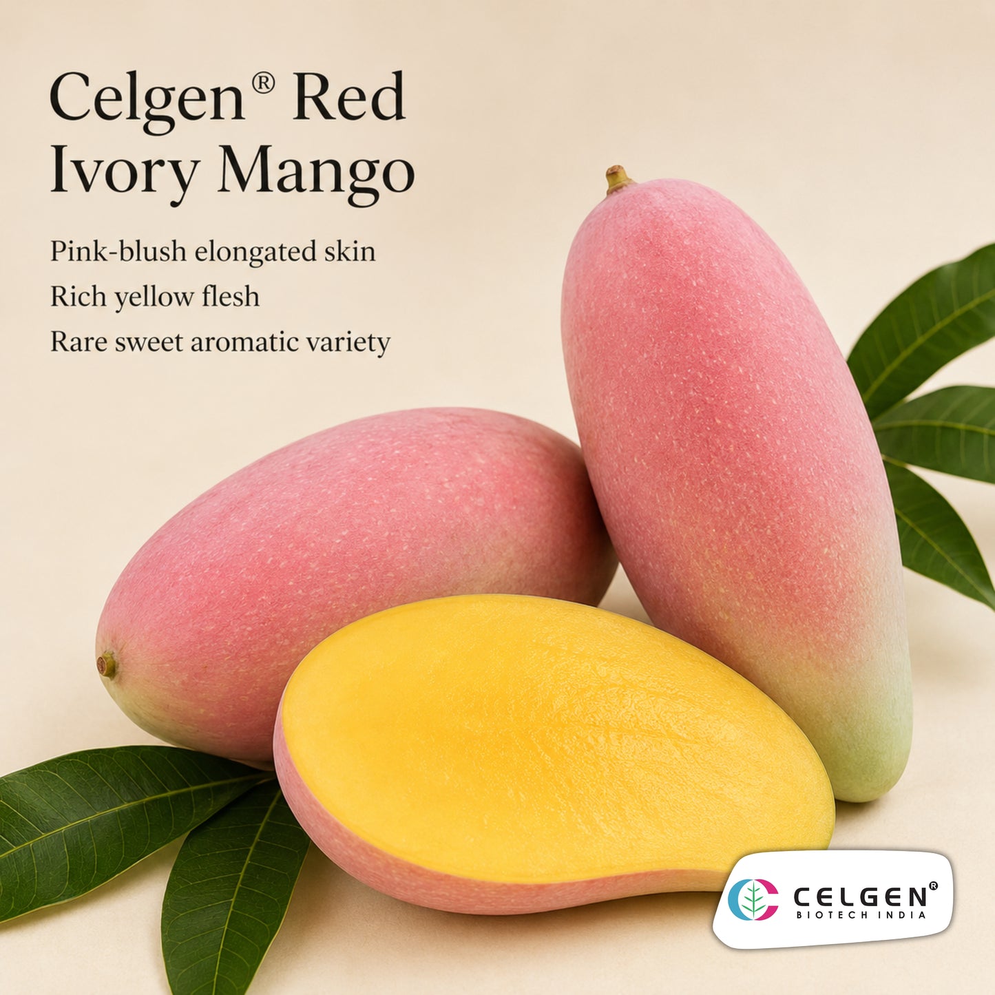 Celgen® Red Ivory / Jingu Ivory Mango Plant