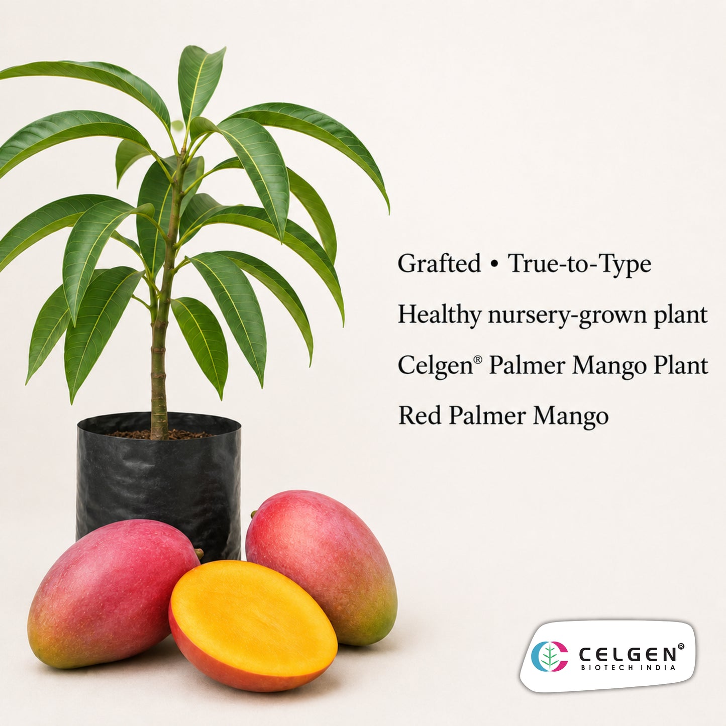 Celgen® Red Palmer Mango Plant