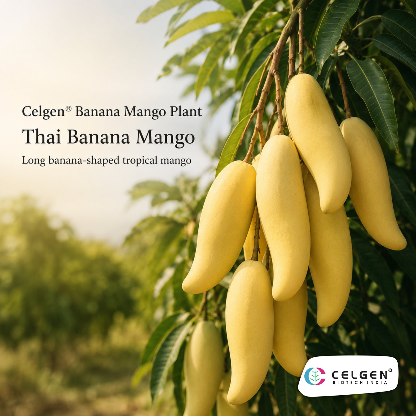 Celgen® Thai Banana / Maha Chanok Mango Plant