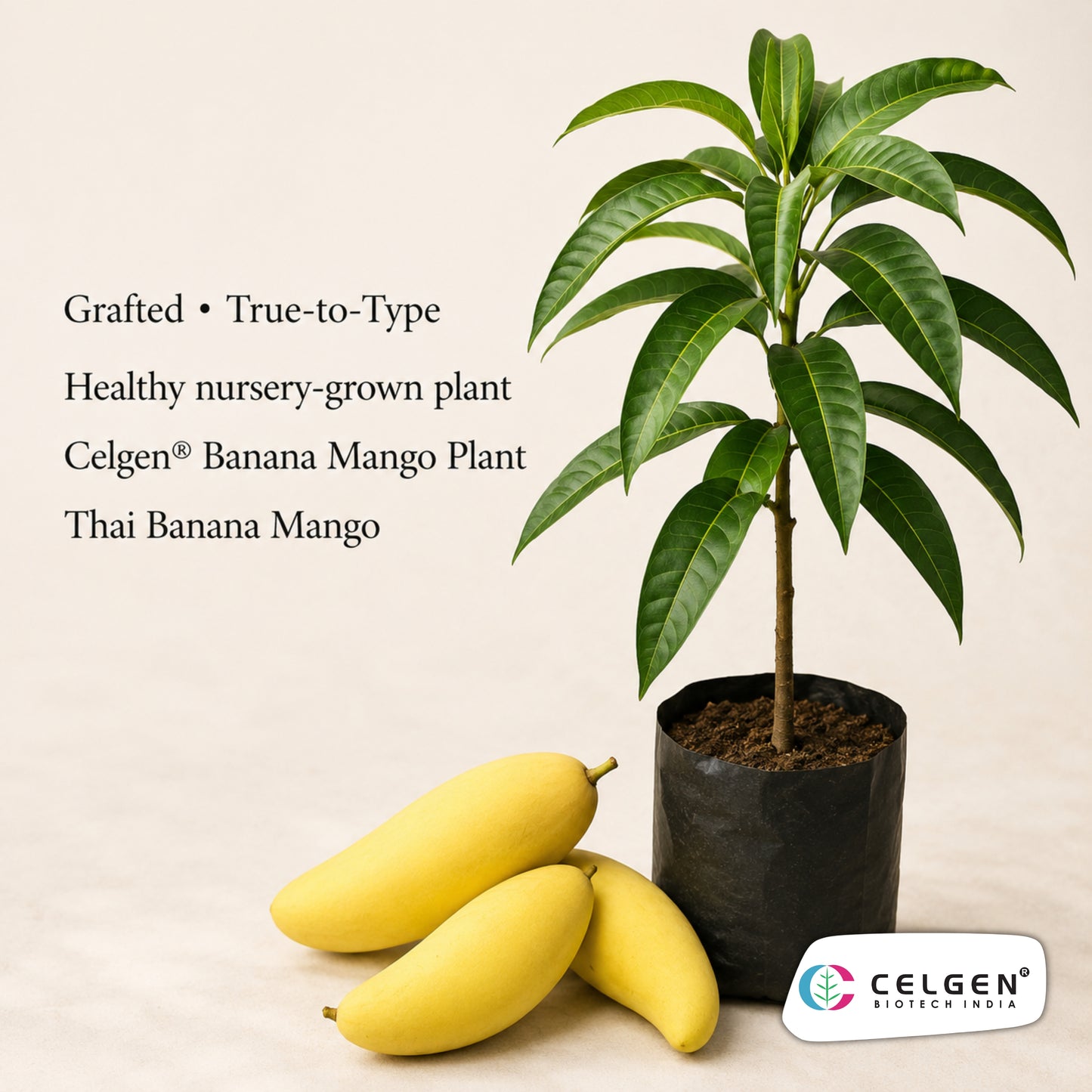 Celgen® Thai Banana / Maha Chanok Mango Plant