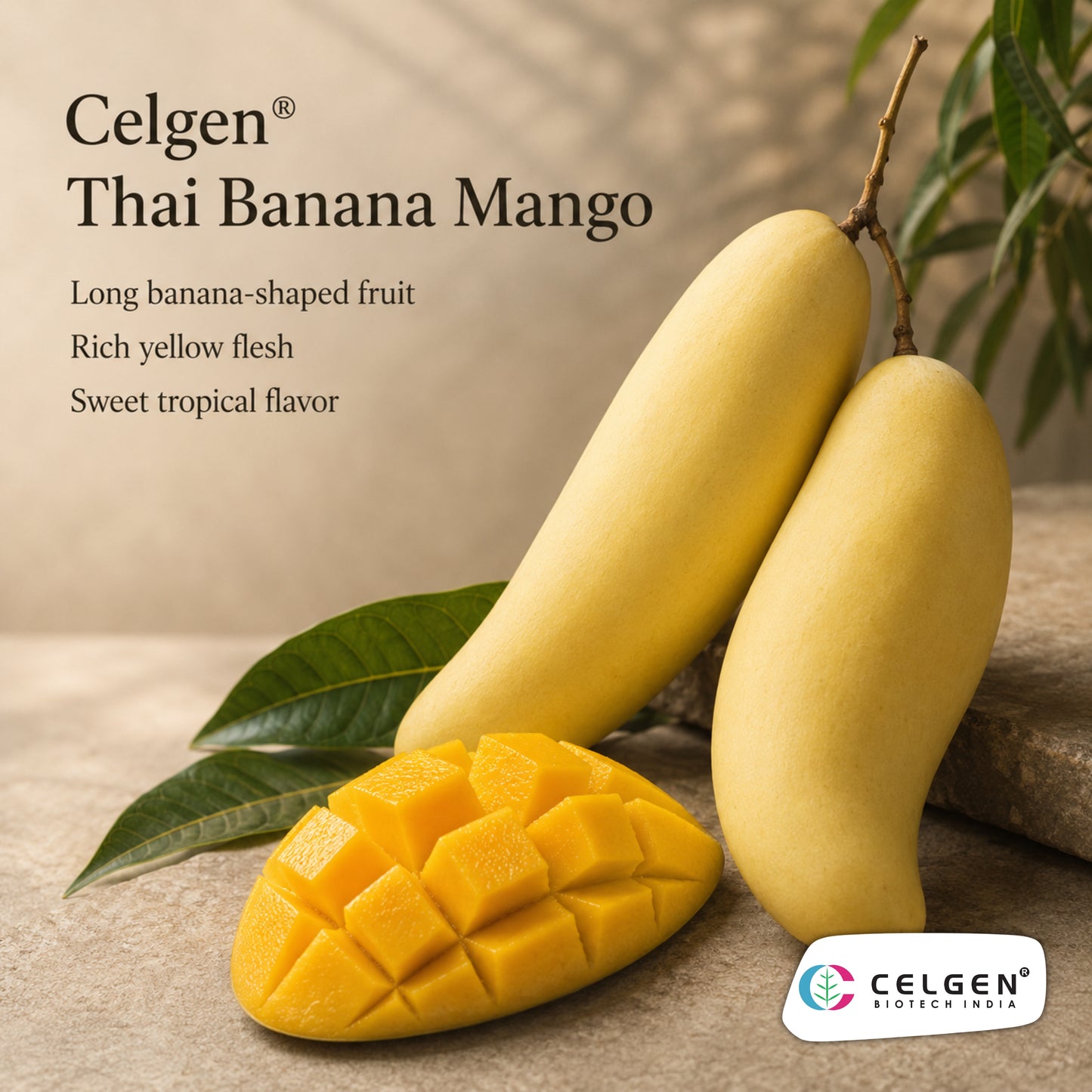 Celgen® Thai Banana / Maha Chanok Mango Plant