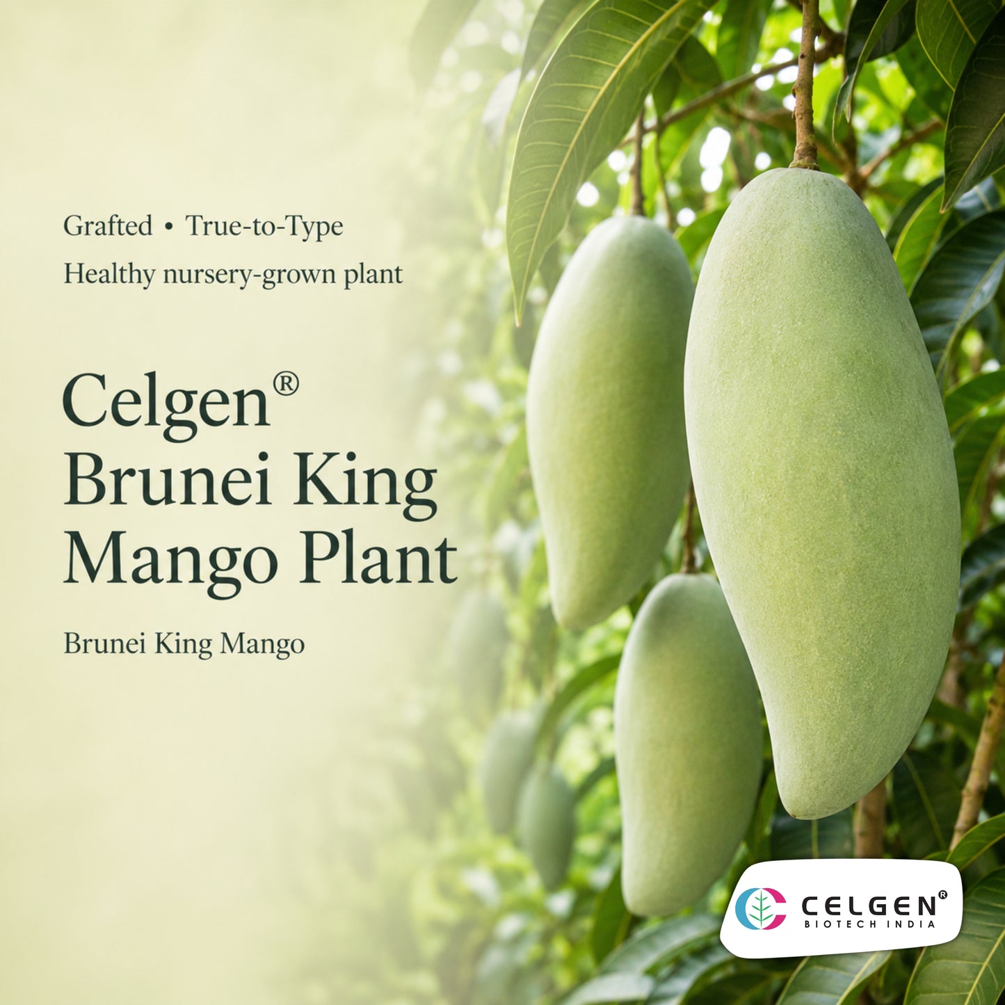 Celgen® Brunei King Mango Plant