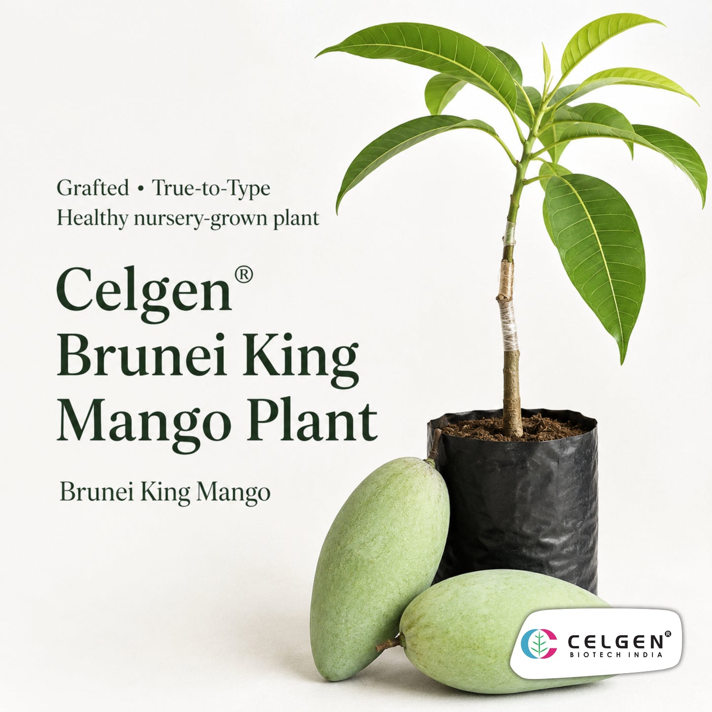 Celgen® Brunei King Mango Plant