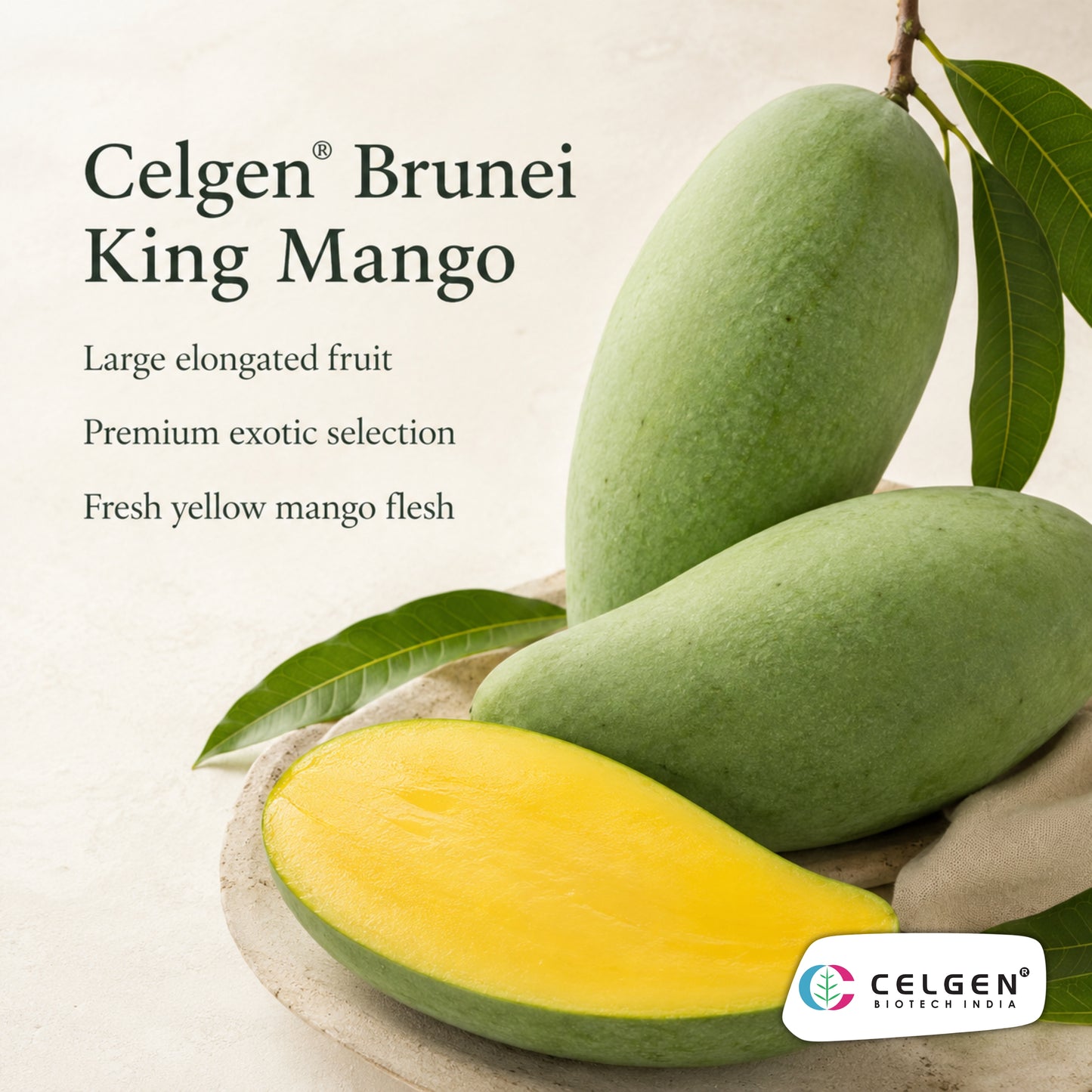 Celgen® Brunei King Mango Plant