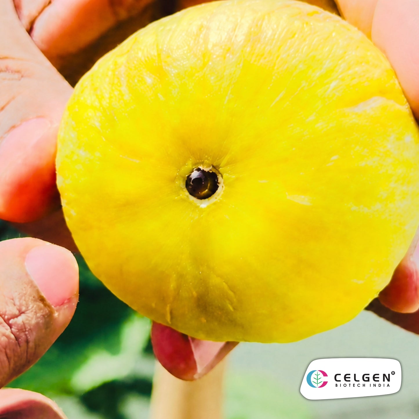 Celgen® CDA Fig Plant | Constantine de Algerie Fig