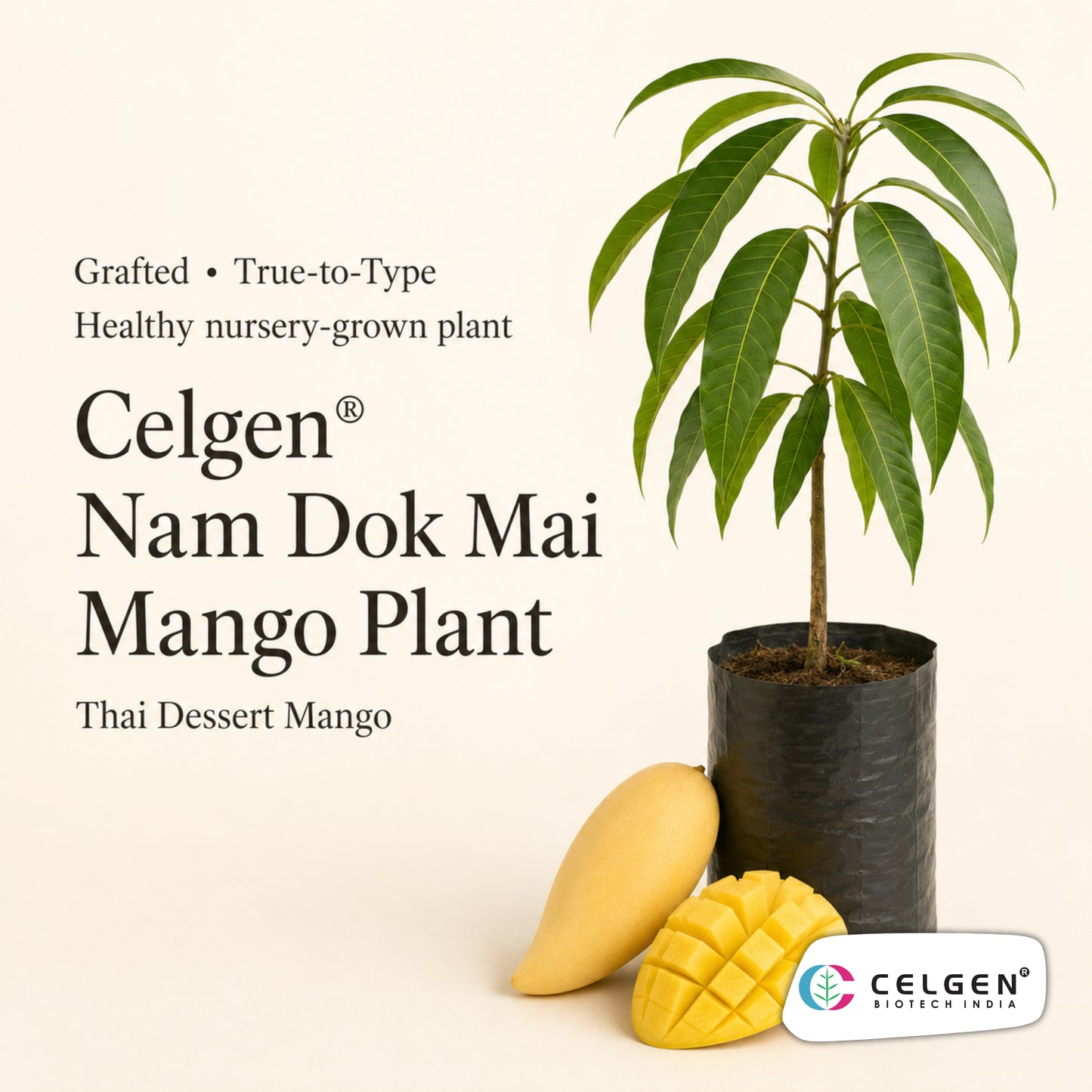 Celgen® Nam Dok Mai / Nam Doc Mai Mango Plant