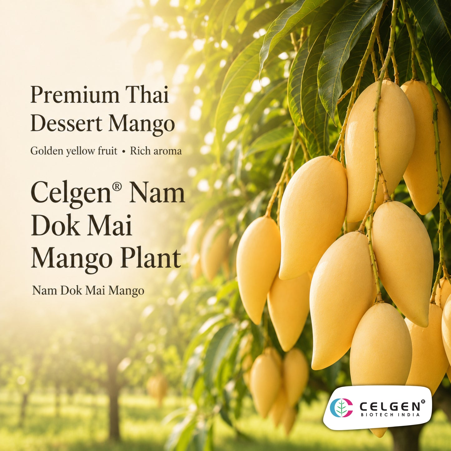 Celgen® Nam Dok Mai / Nam Doc Mai Mango Plant