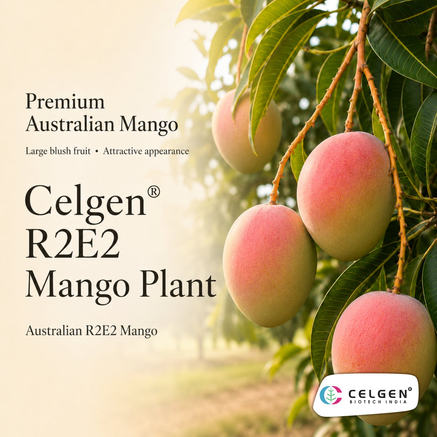 Celgen® R2E2 Australian Mango Plant