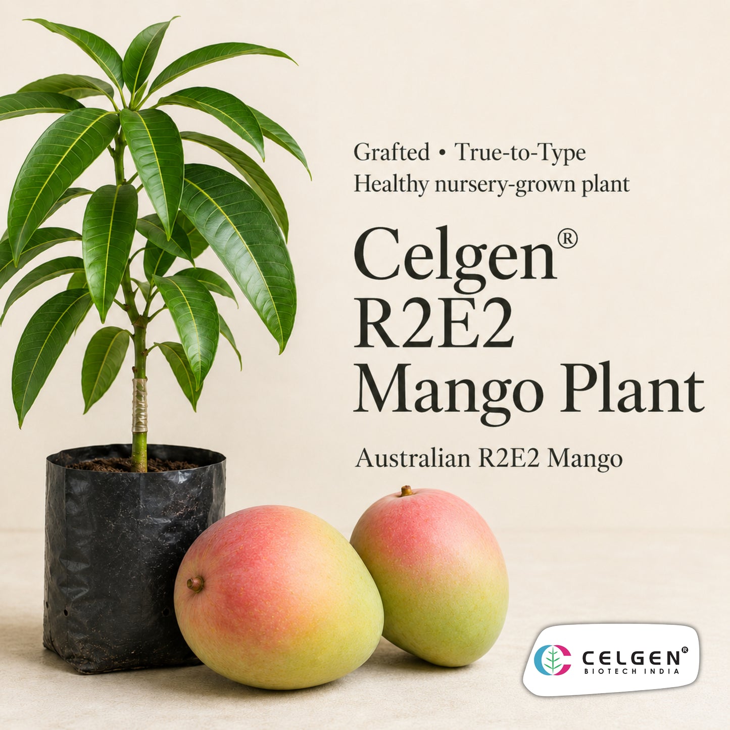 Celgen® R2E2 Australian Mango Plant