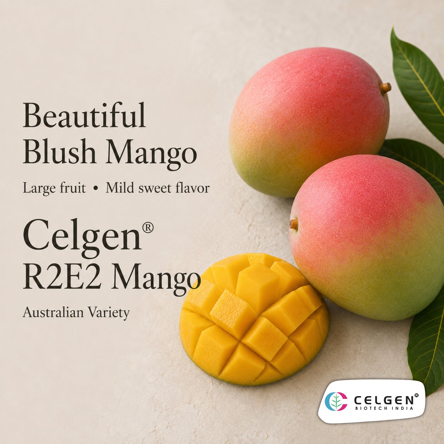 Celgen® R2E2 Australian Mango Plant