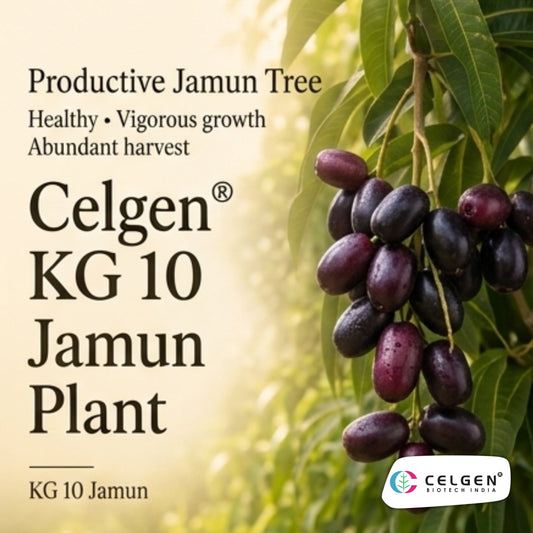 Celgen® KG-10 Jamun Plant
