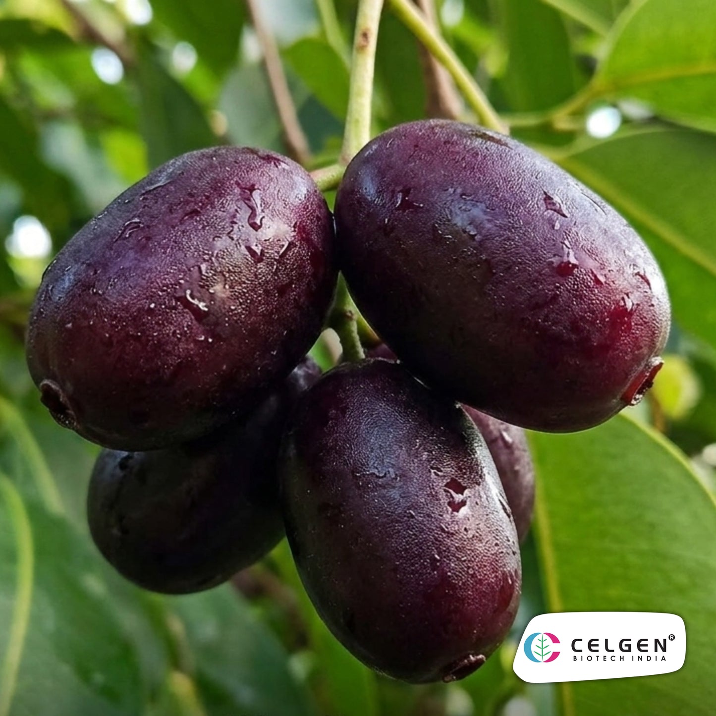 Celgen® KG-10 Jamun Plant