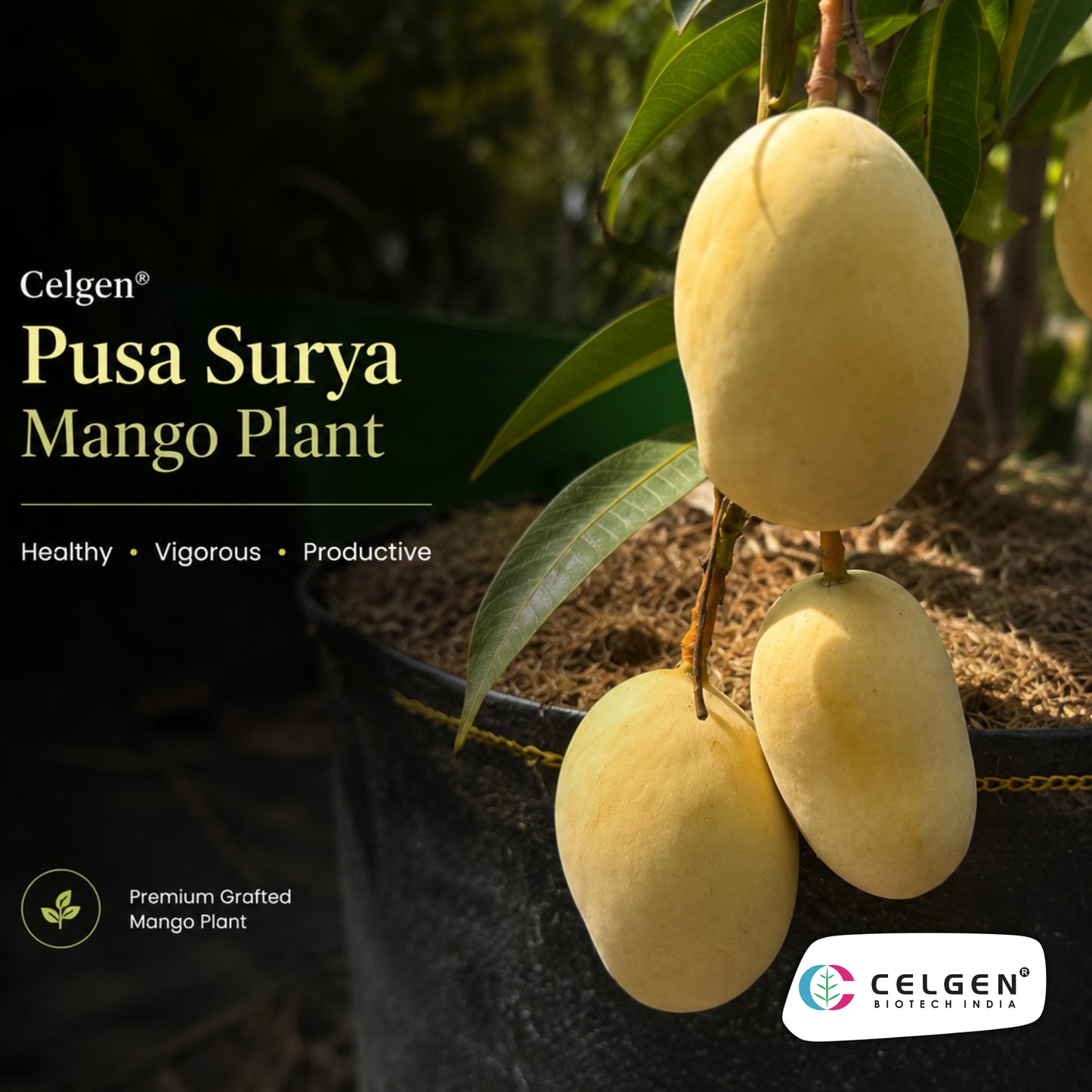Celgen® Pusa Surya Mango Plant