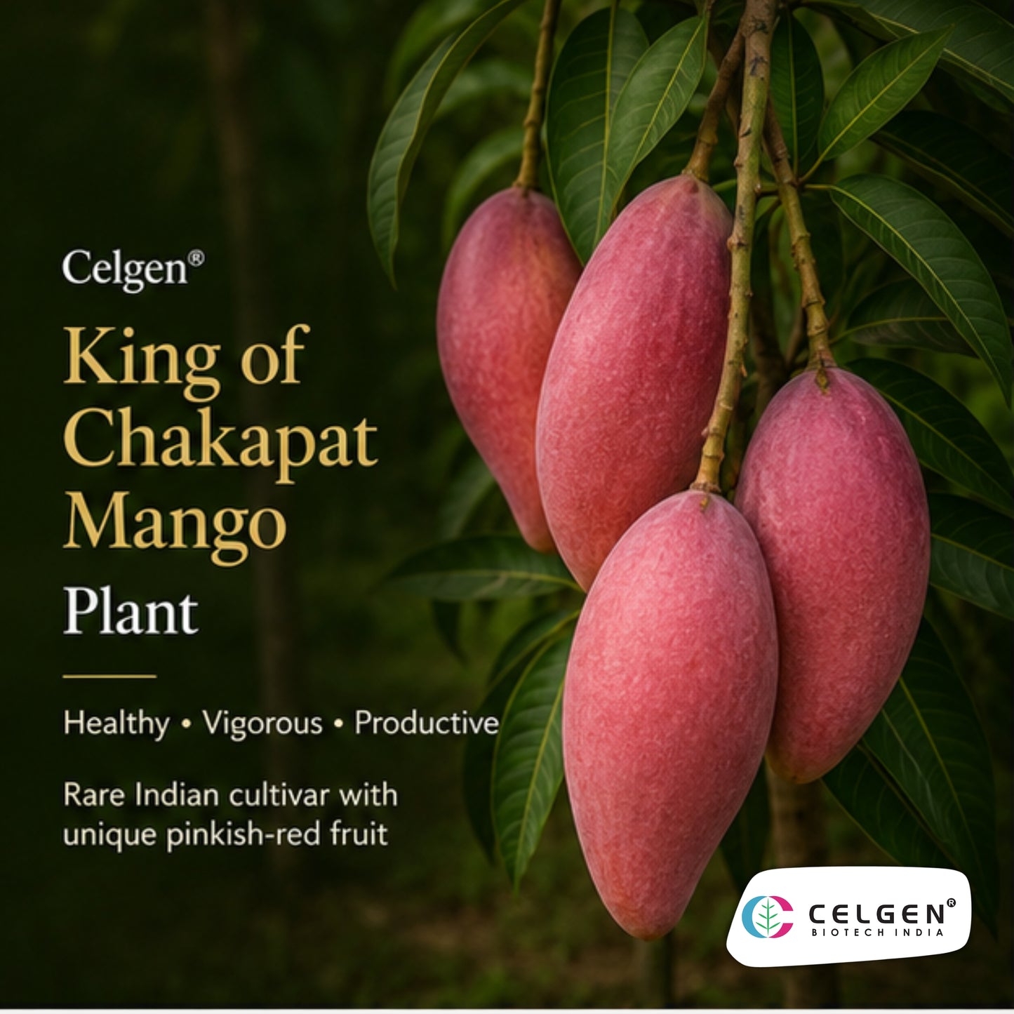 Celgen® King of Chakapat Mango Plant