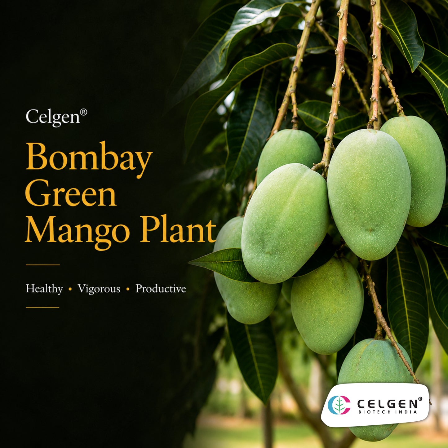 Celgen® Bombay Green Mango Plant