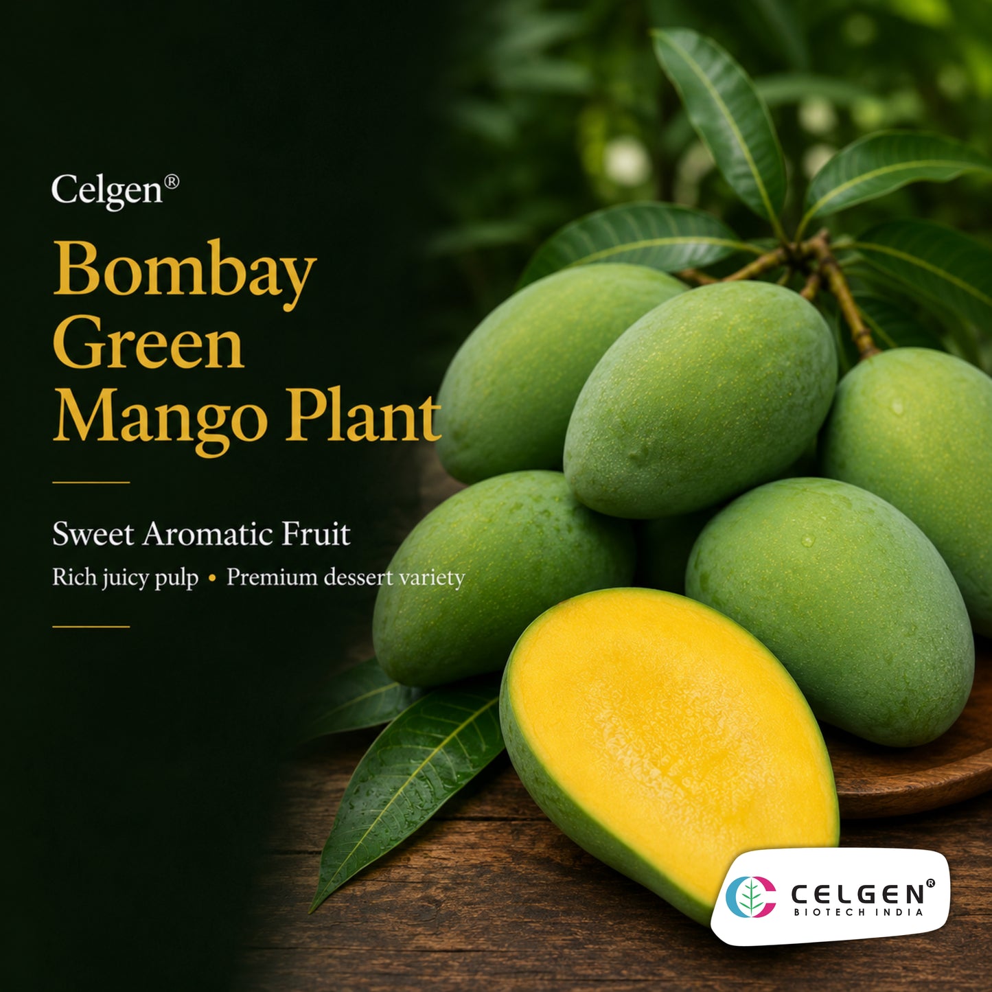 Celgen® Bombay Green Mango Plant