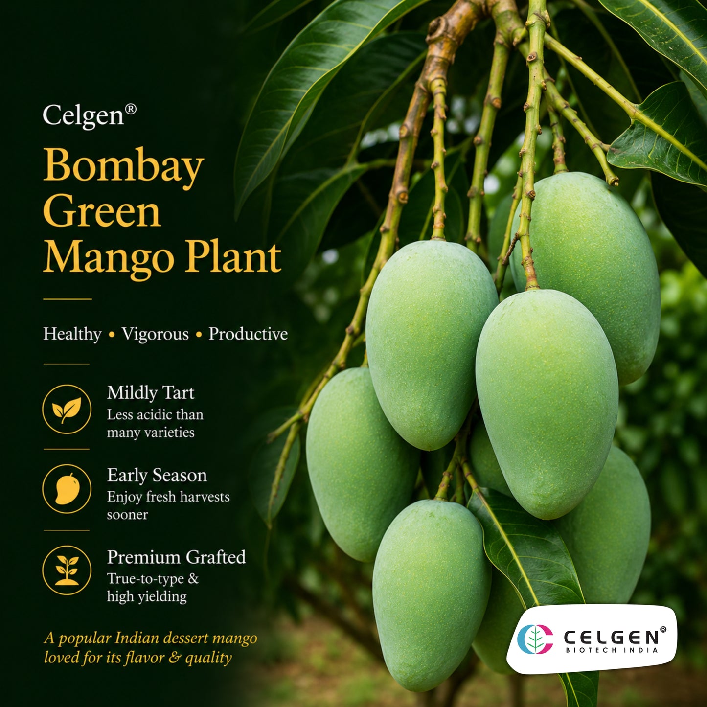 Celgen® Bombay Green Mango Plant
