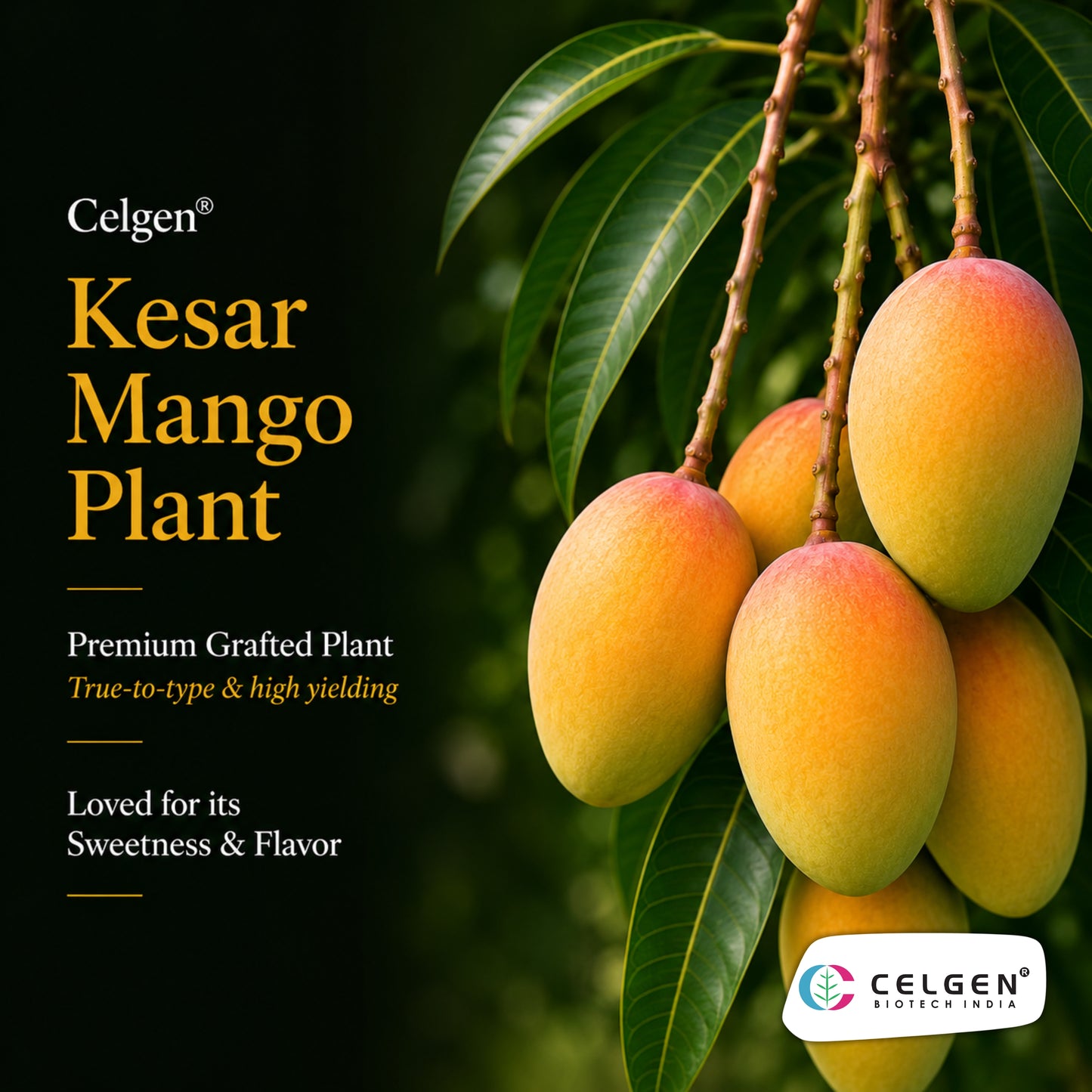Celgen® Kesar Mango Plant